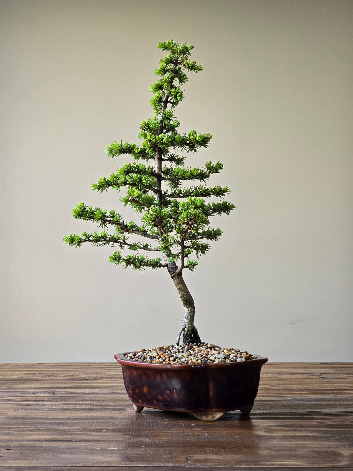 Cedar Bonsai #001