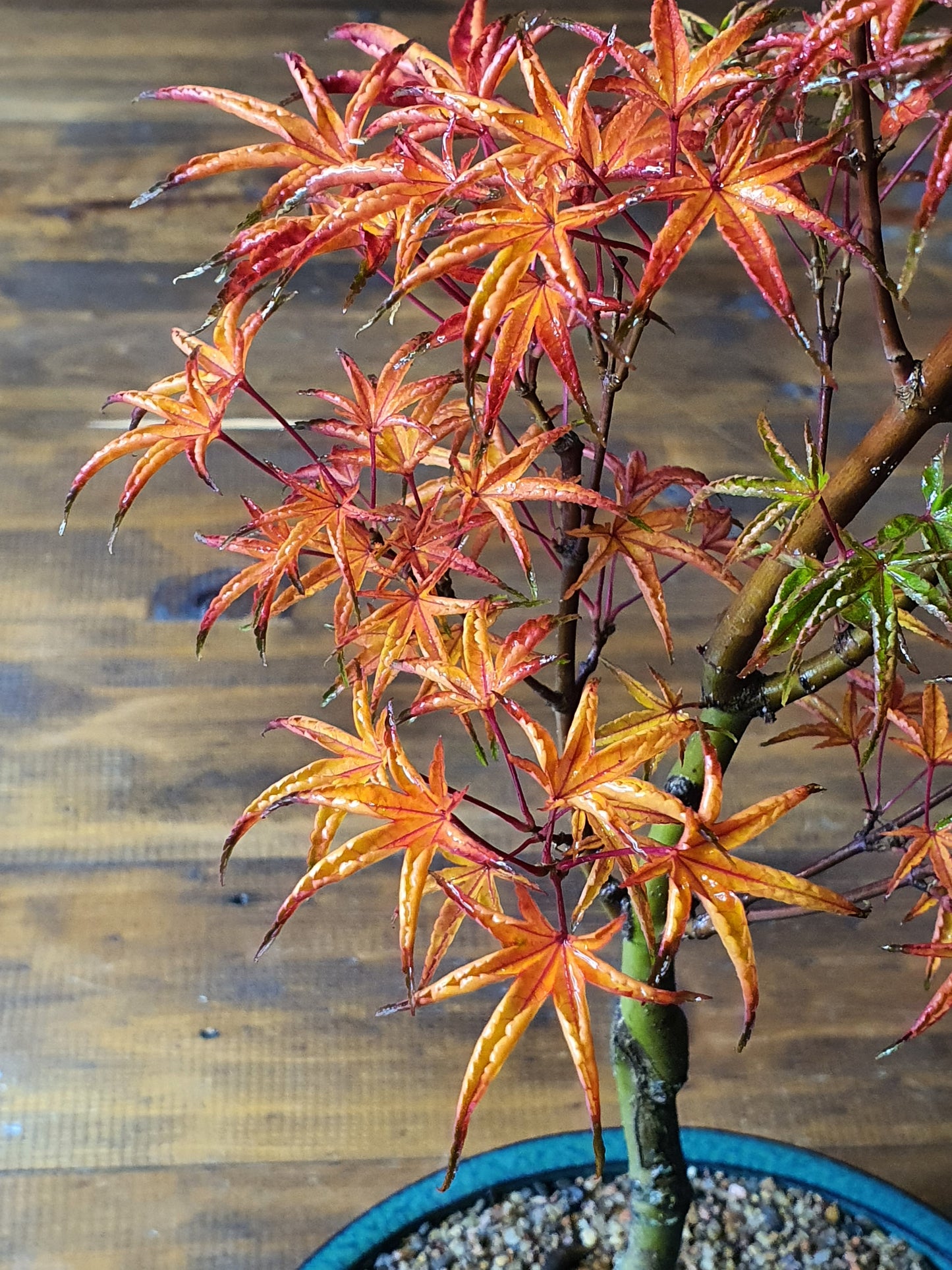 ‘Okushimo’ – Japanese Maple Bonsai