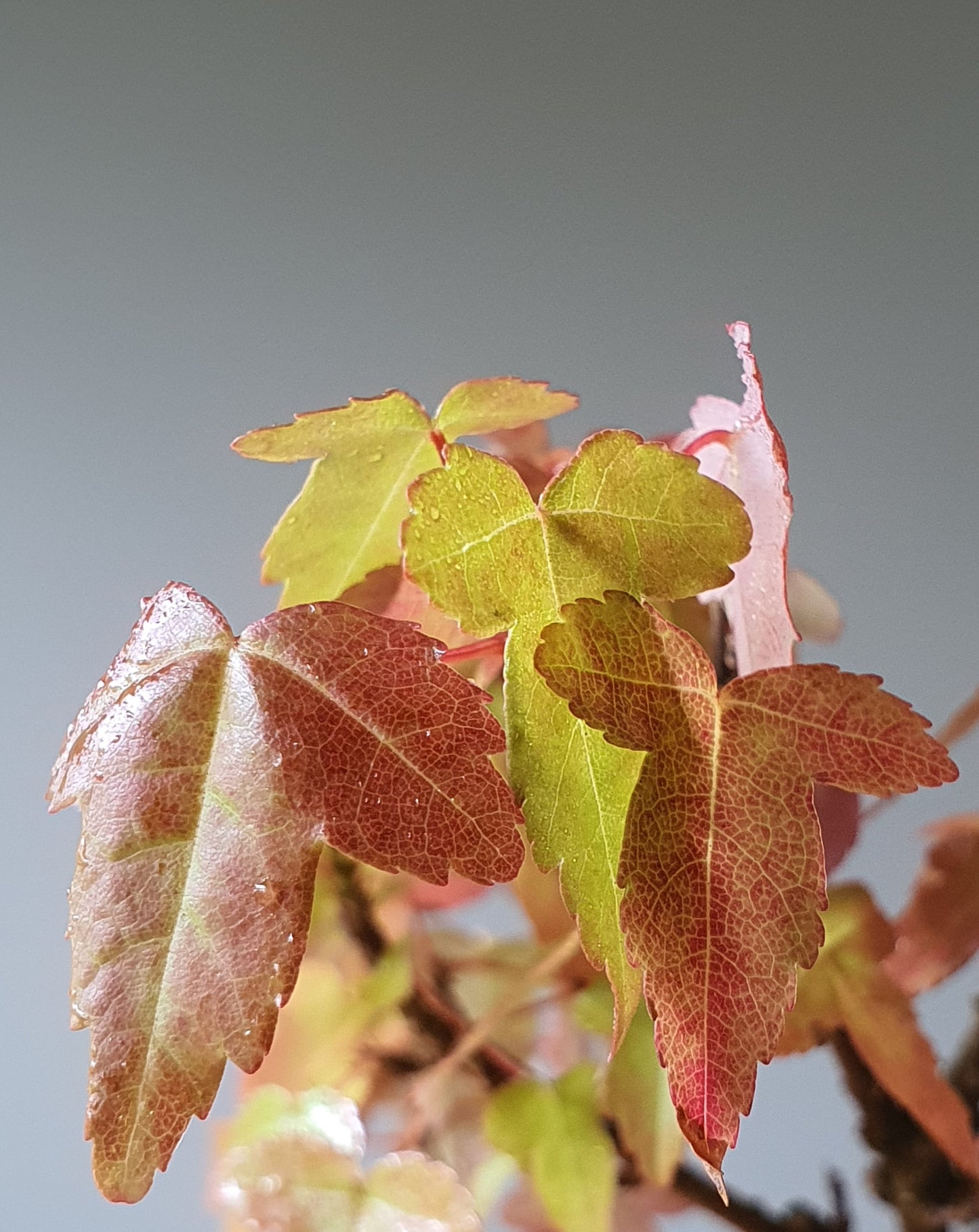 Trident Maple Bonsai #003
