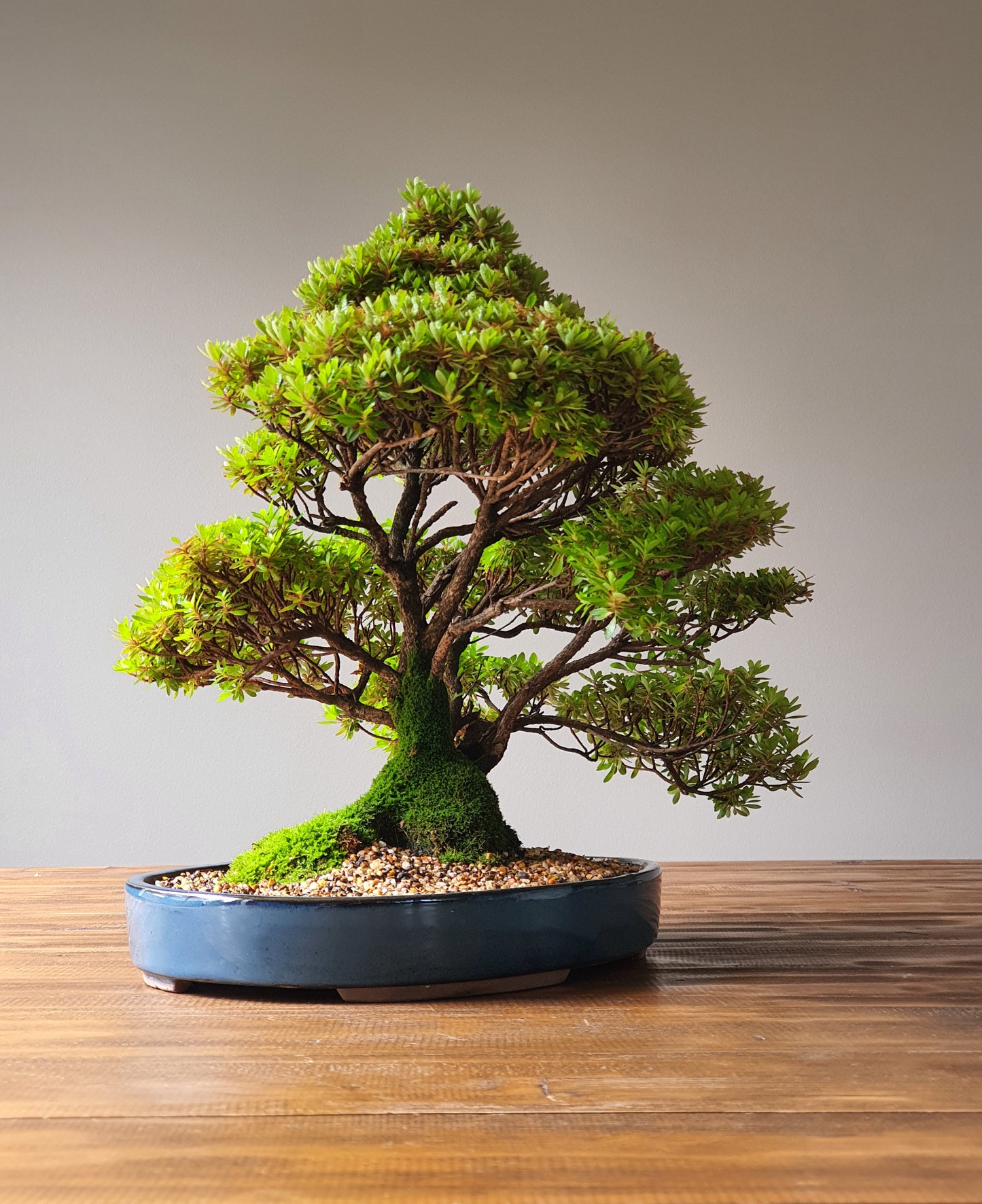 Azalea Bonsai (Rhododendron - Saotome Kurume Azalea)