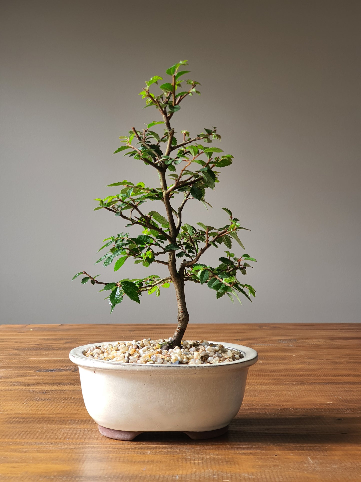 Chinese Elm Bonsai #003