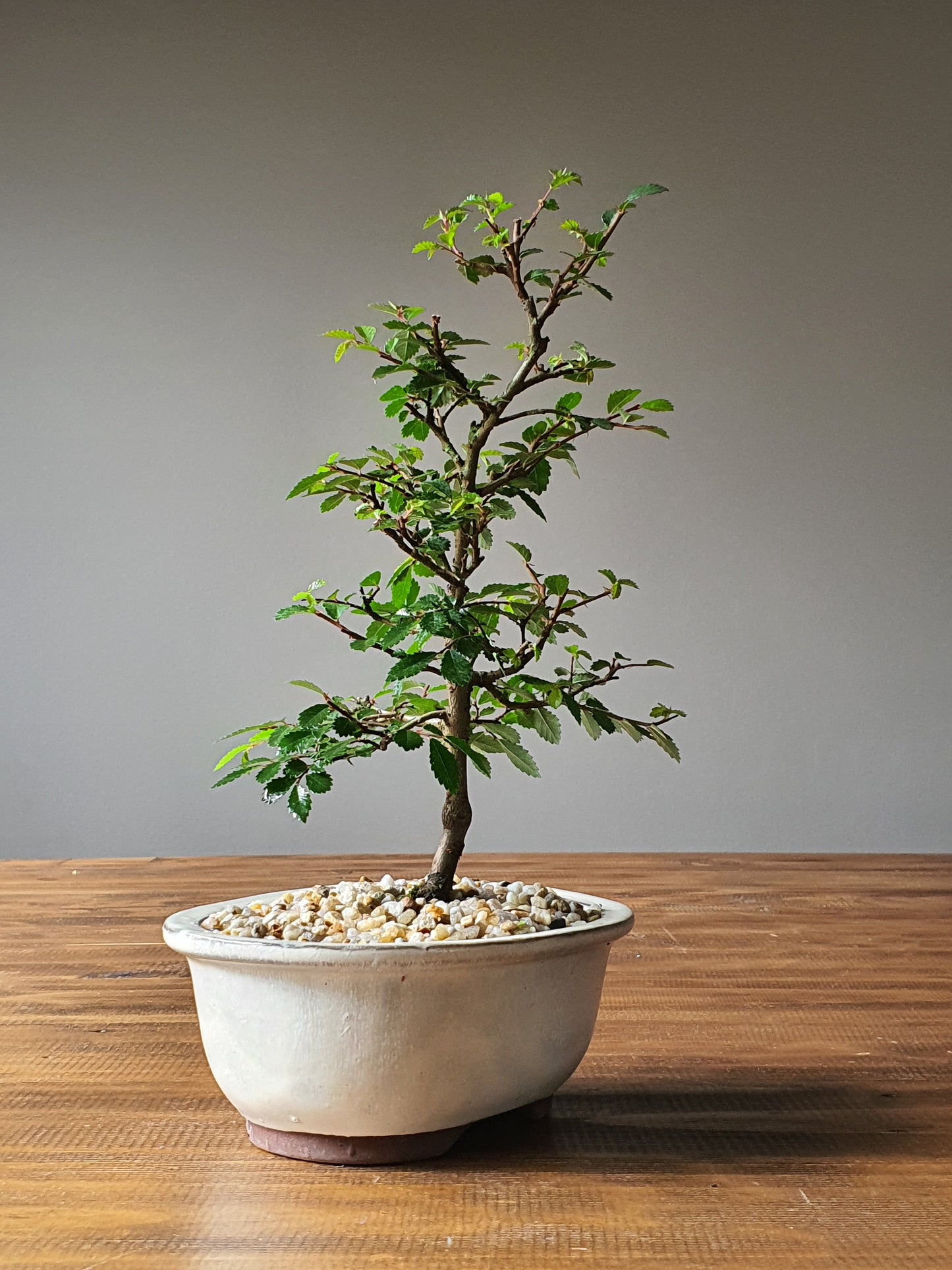 Chinese Elm Bonsai #003