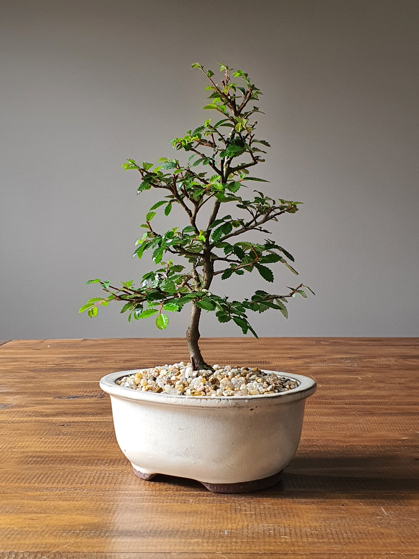 Chinese Elm Bonsai #003
