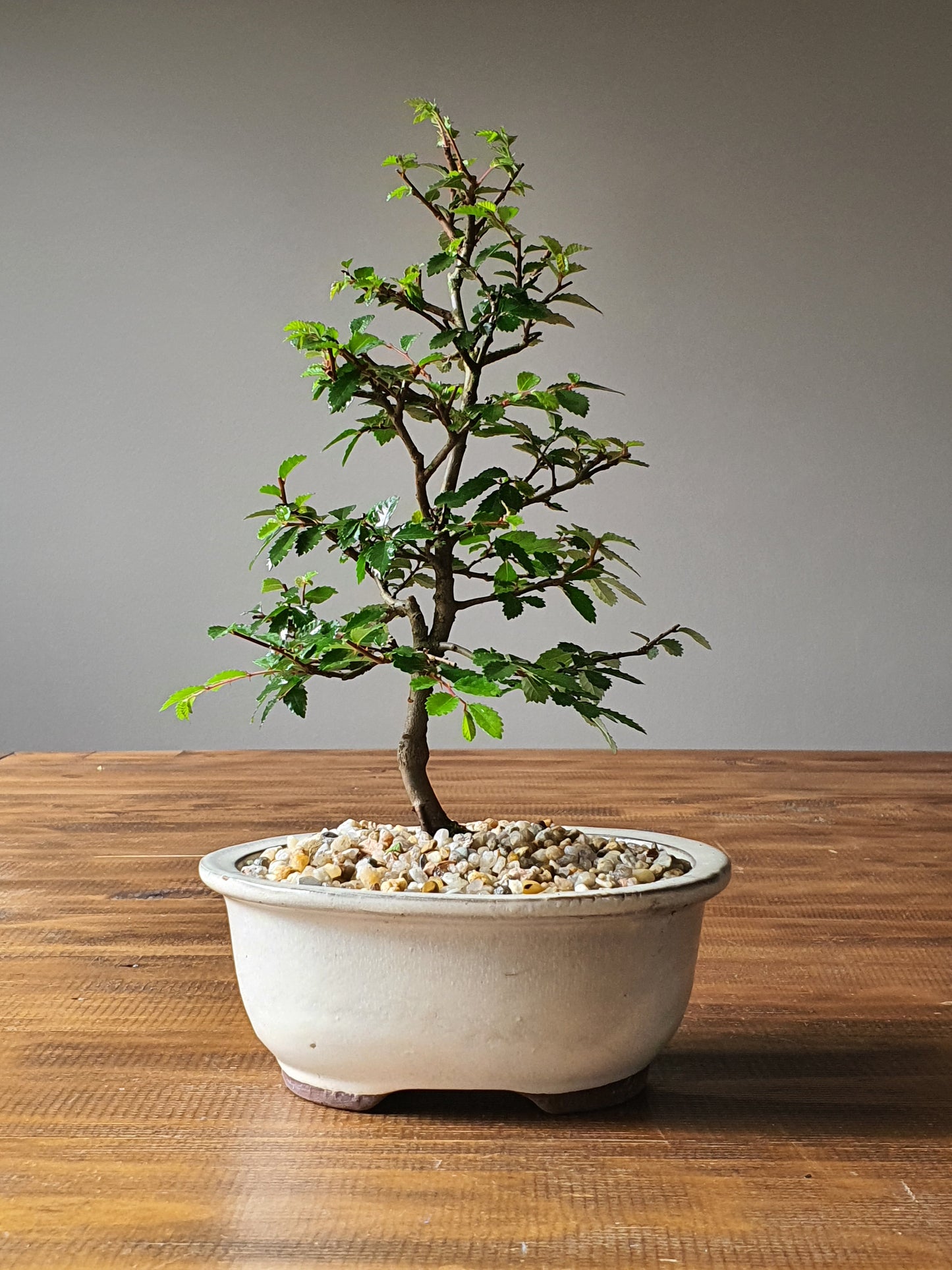 Chinese Elm Bonsai #003