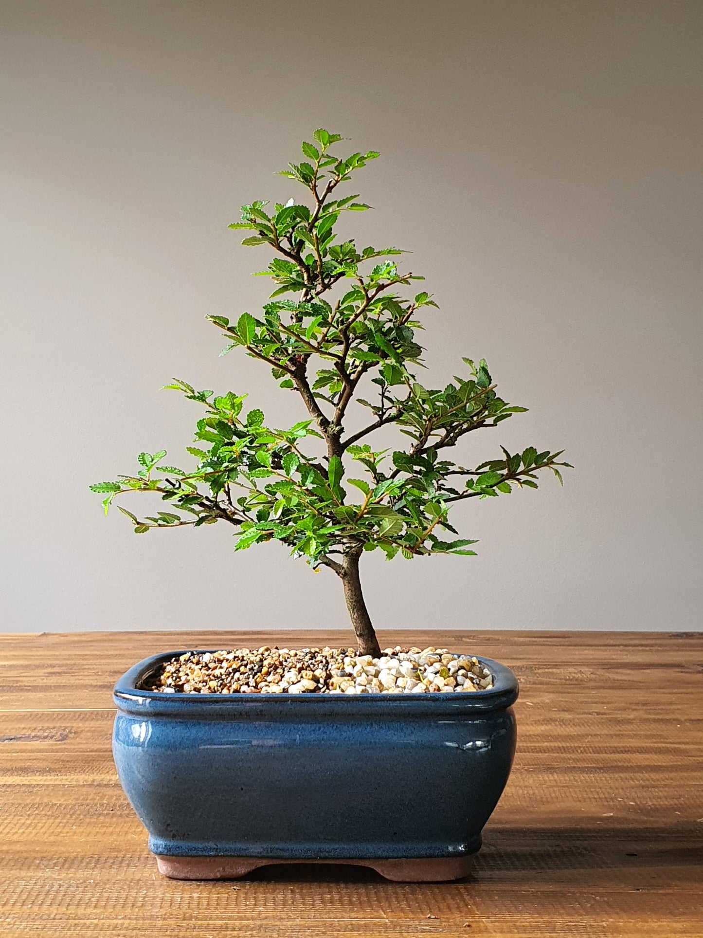 Chinese Elm Bonsai #004