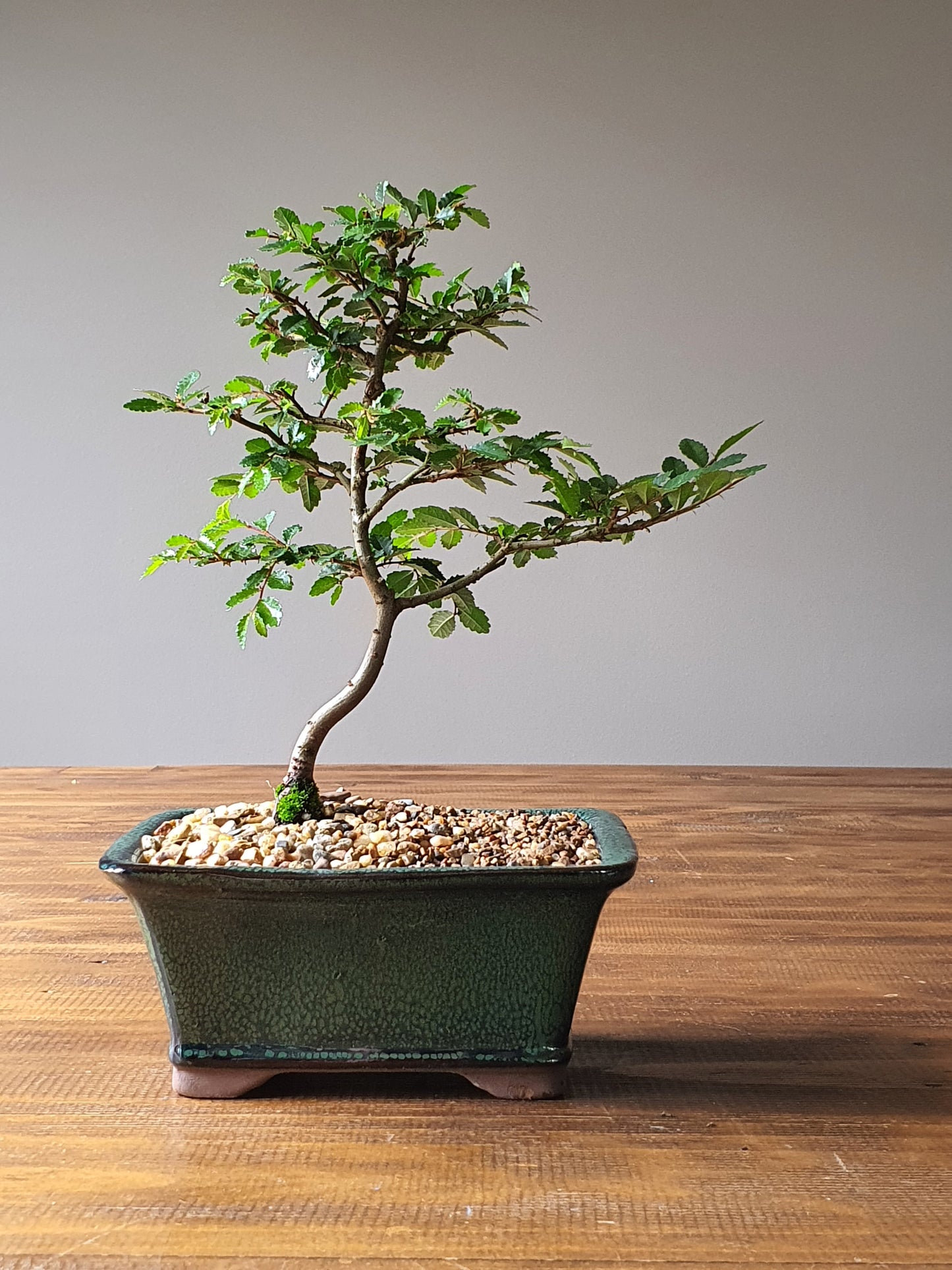 Chinese Elm Bonsai #005