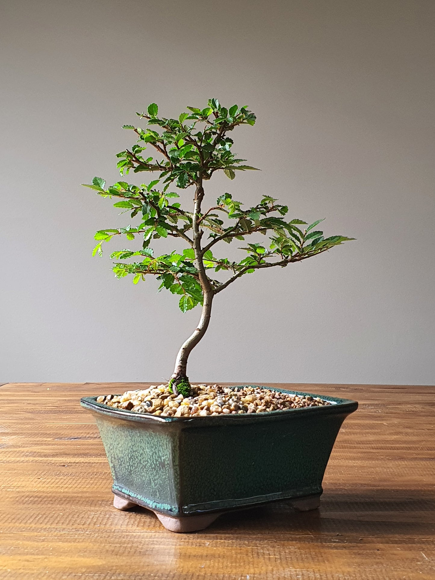 Chinese Elm Bonsai #005