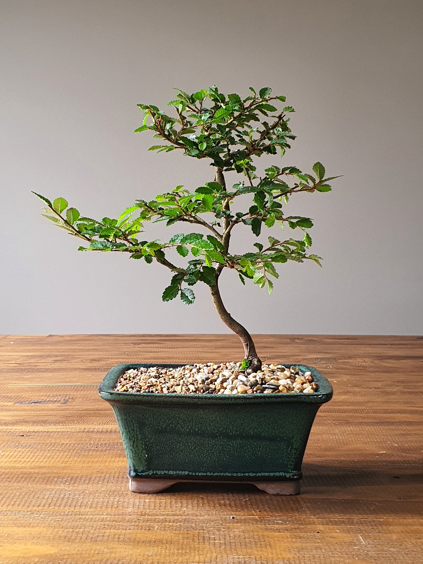 Chinese Elm Bonsai #005