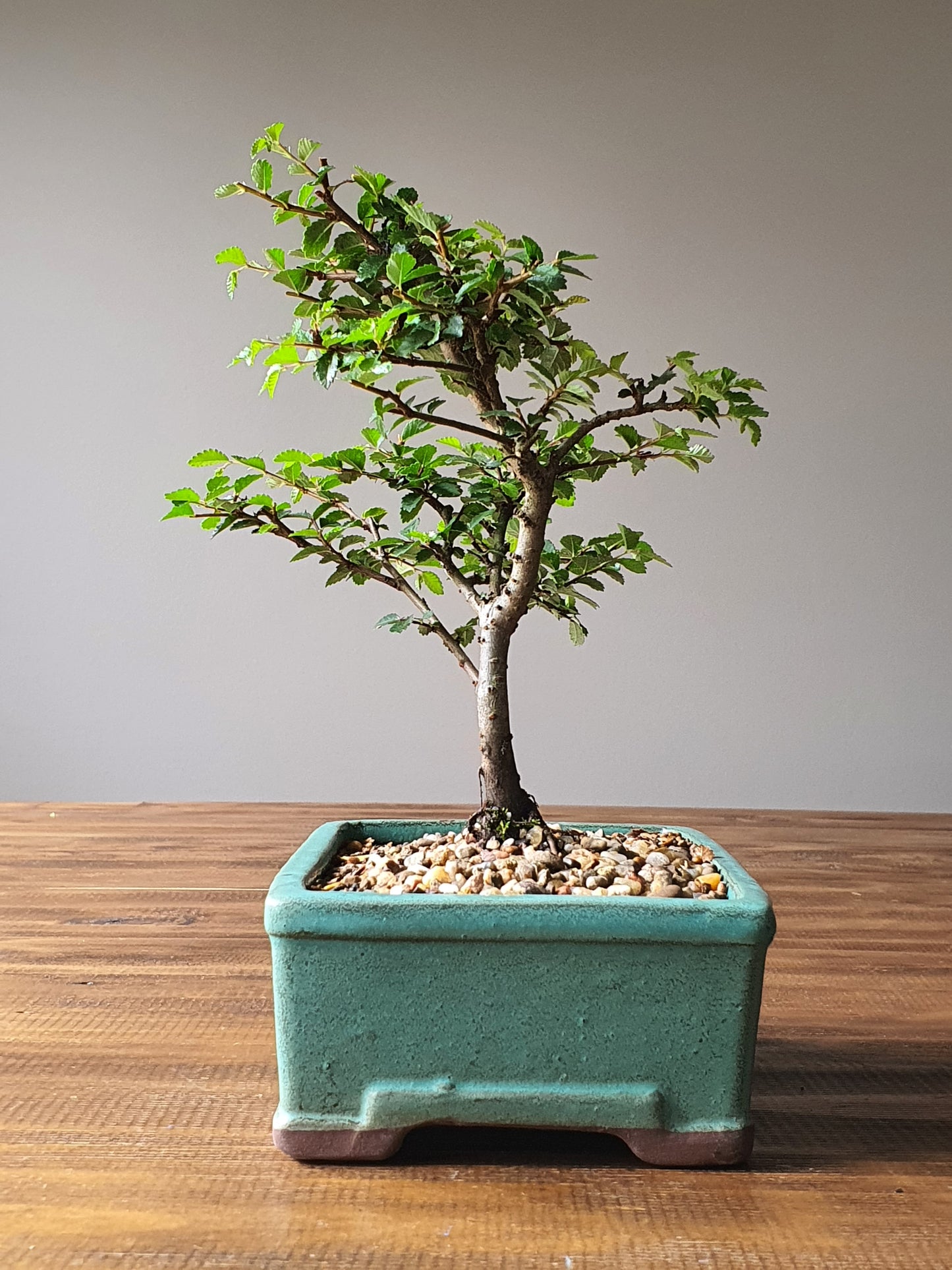 Chinese Elm Bonsai #006