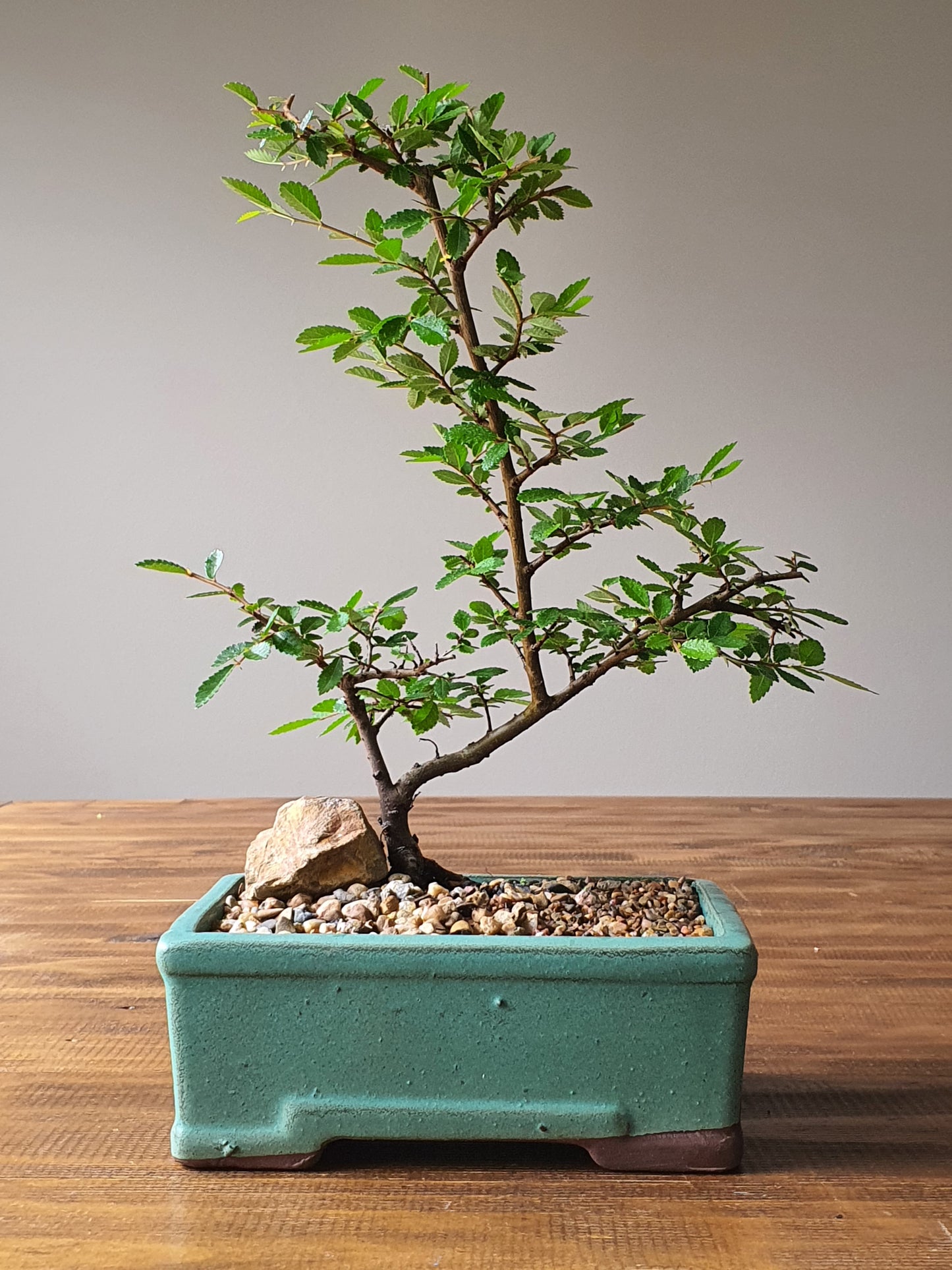Chinese Elm Bonsai #002