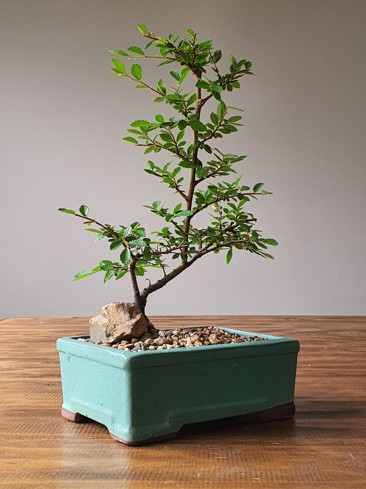 Chinese Elm Bonsai #002