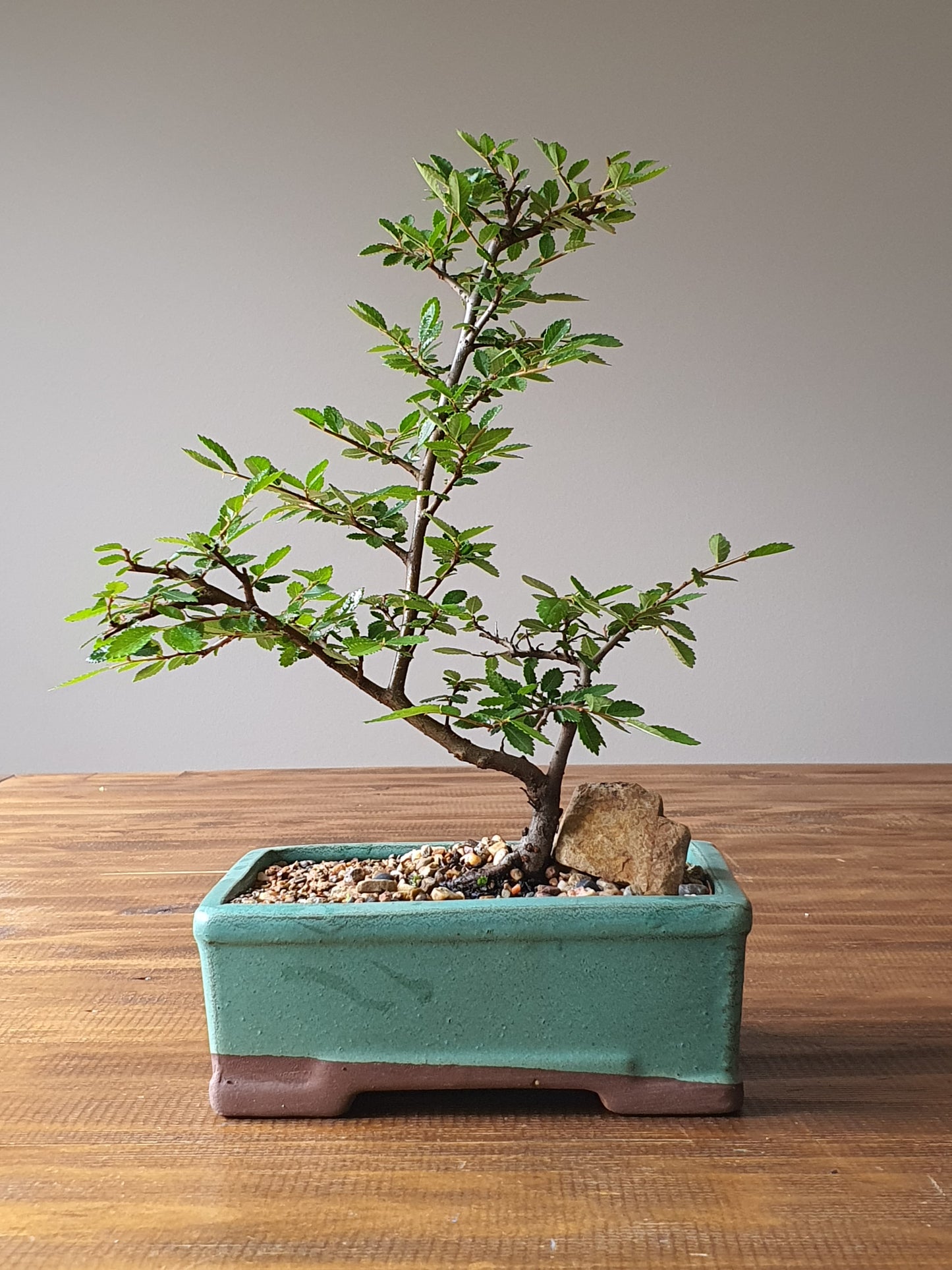 Chinese Elm Bonsai #002