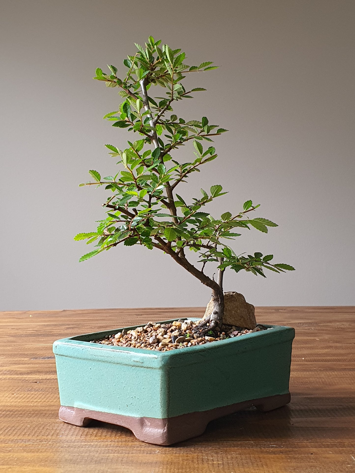 Chinese Elm Bonsai #002