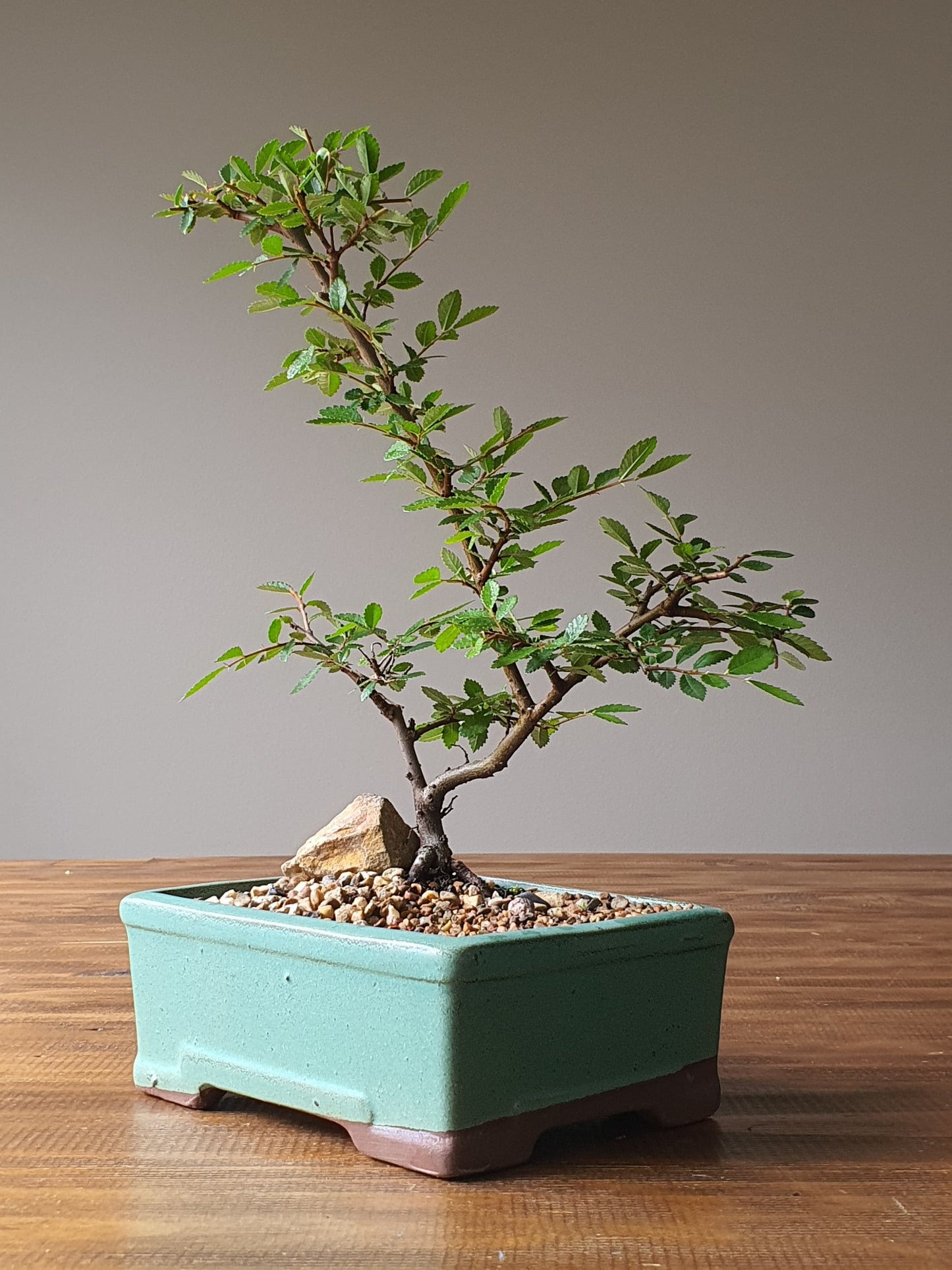 Chinese Elm Bonsai #002