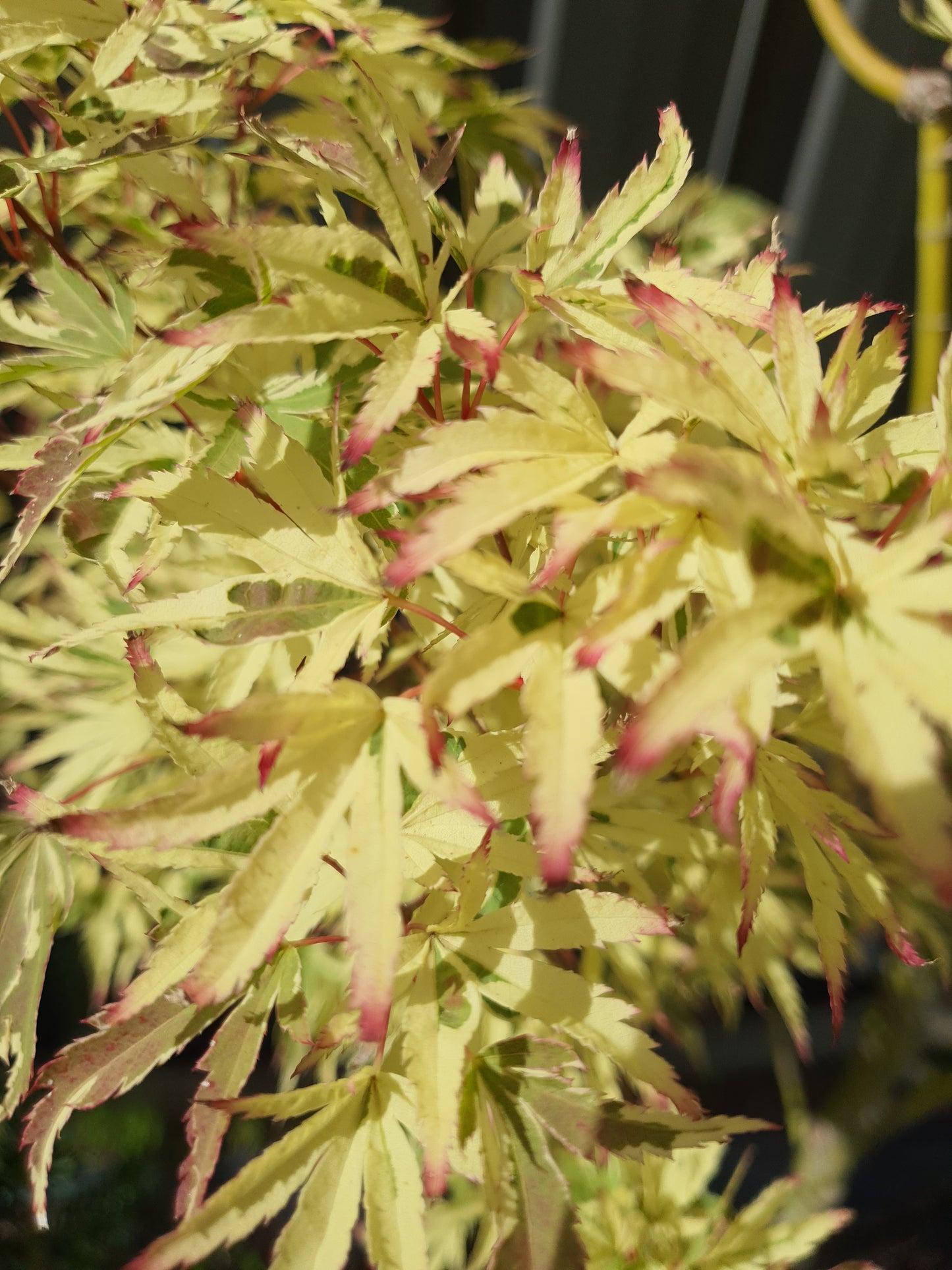 Butterfly Japanese Maple