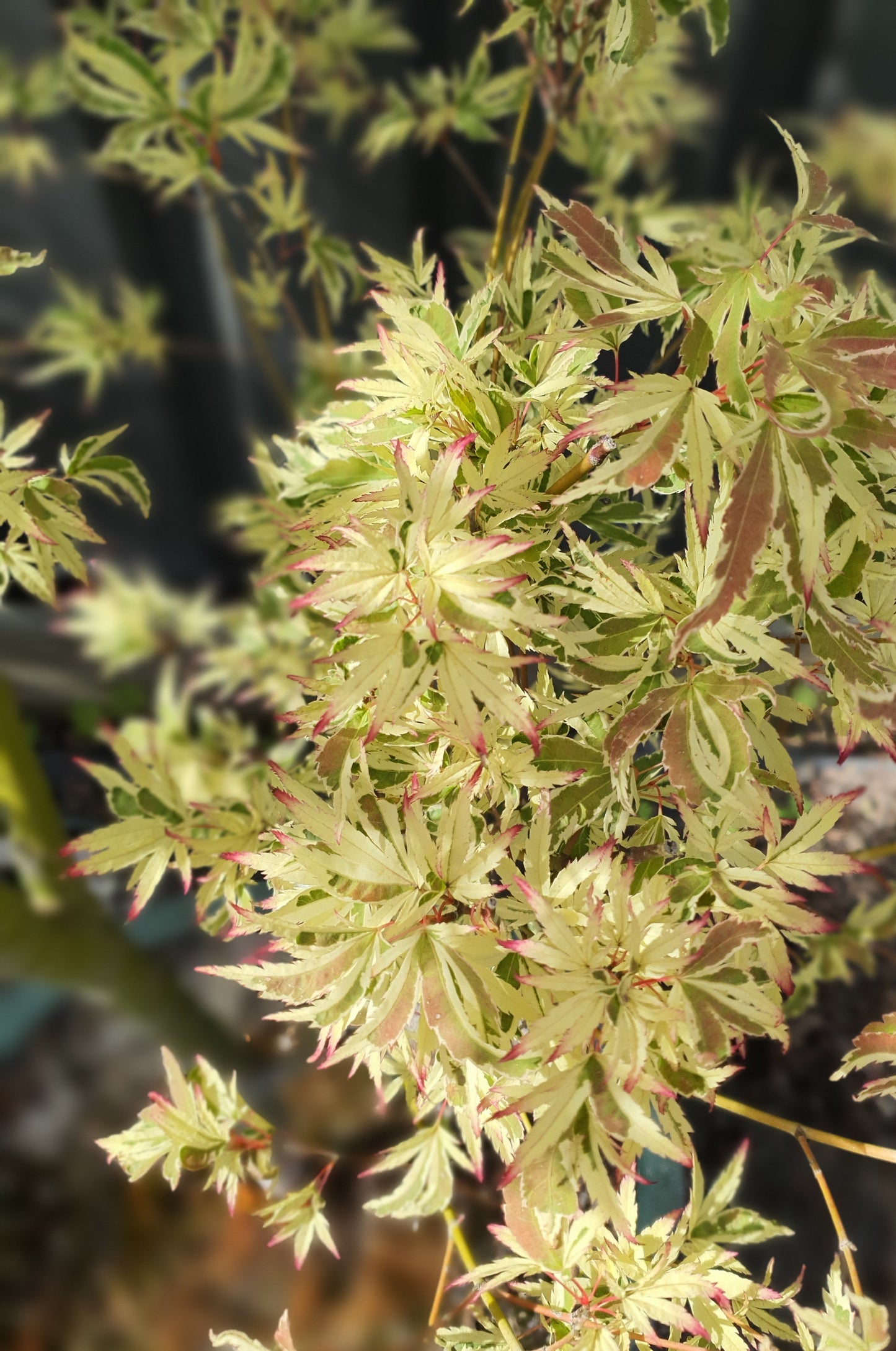 Butterfly Japanese Maple