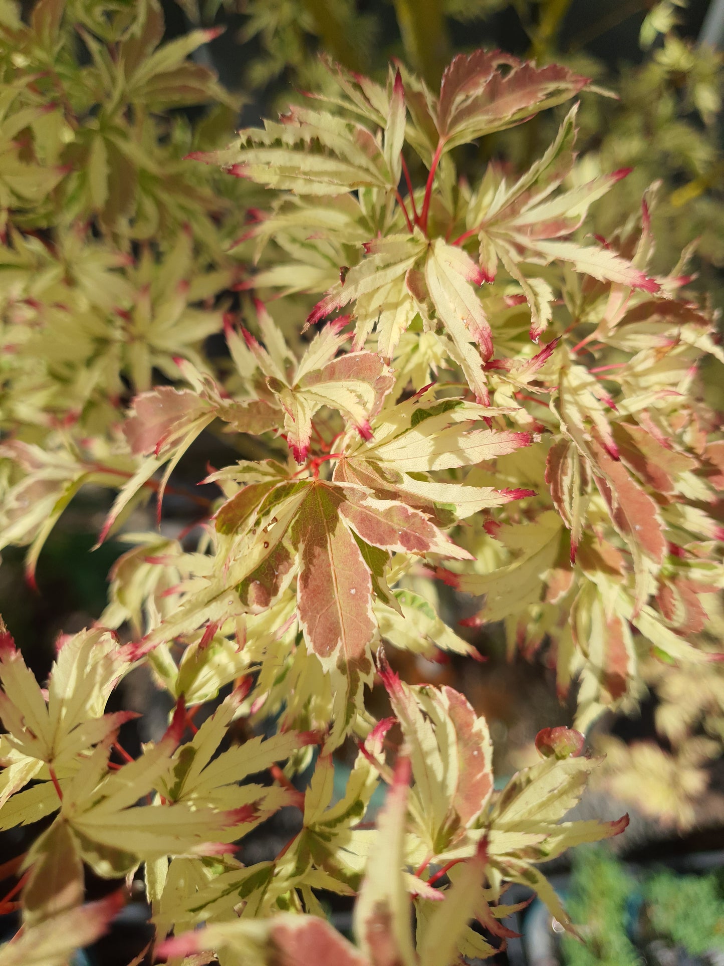Butterfly Japanese Maple