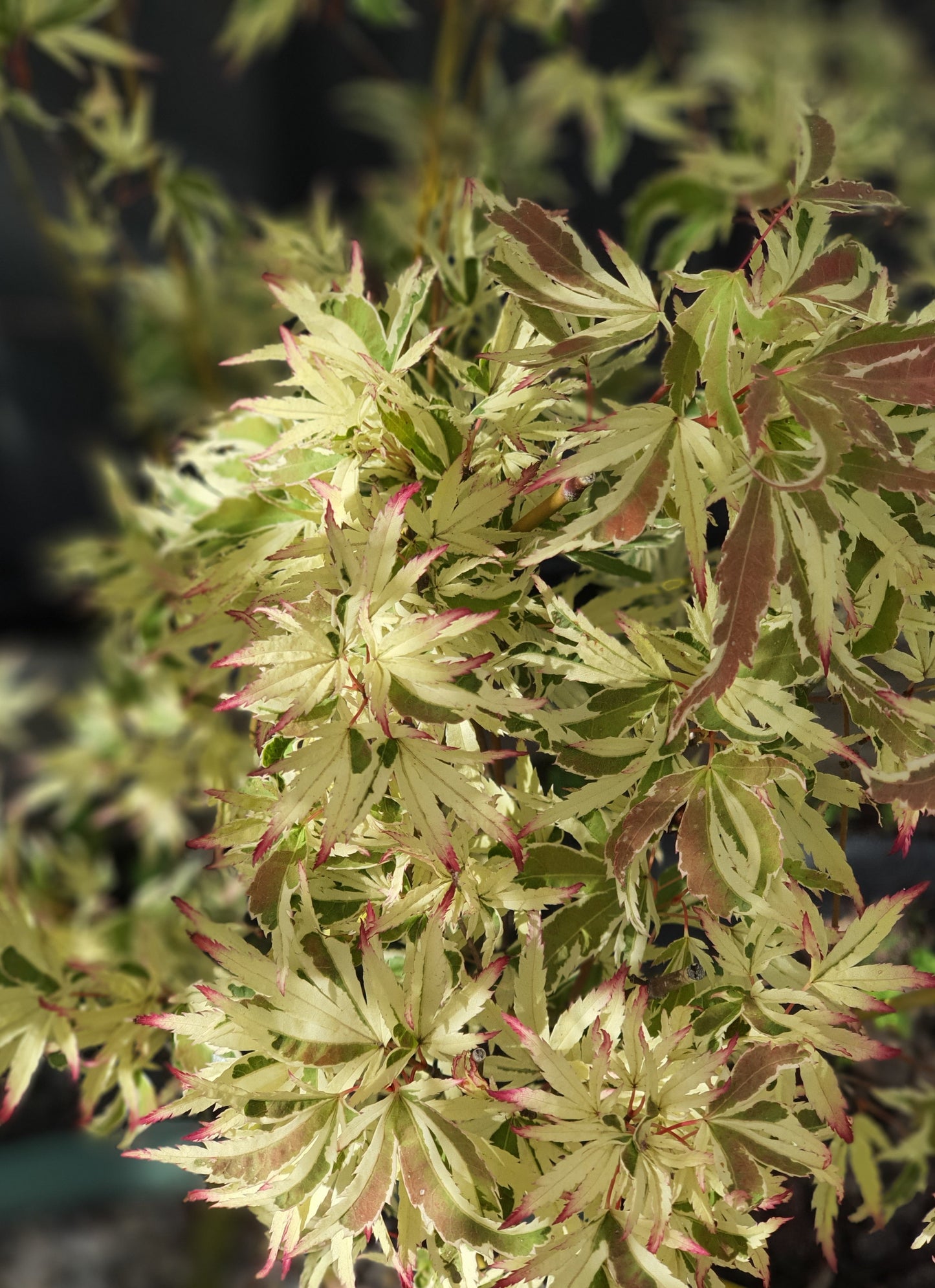 Butterfly Japanese Maple