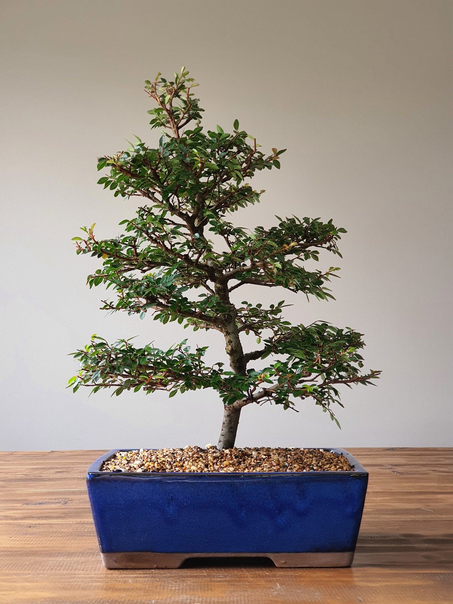 Large Chinese Elm Bonsai #02