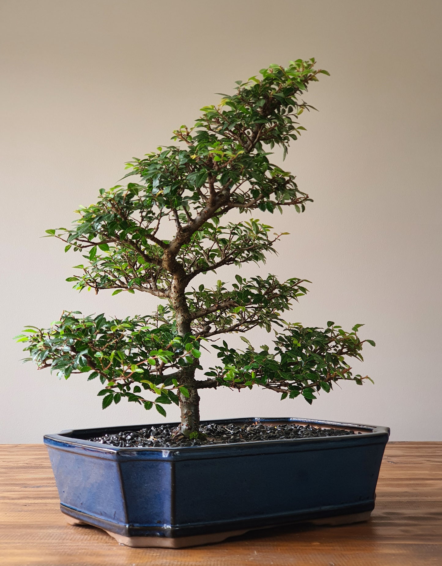 Large Chinese Elm Bonsai #01