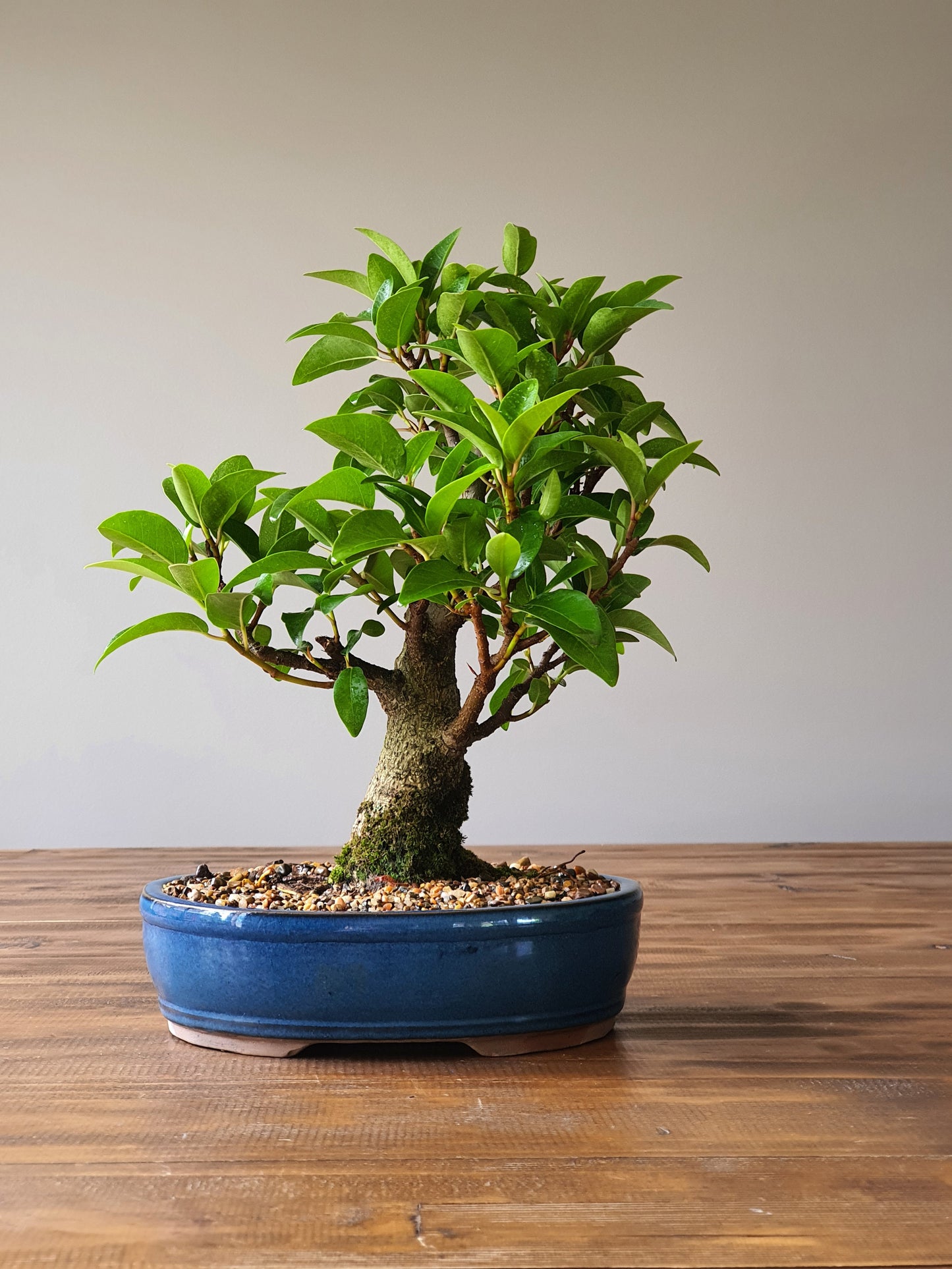 Ficus Rubiginosa (Port Jackson Fig) Bonsai #001