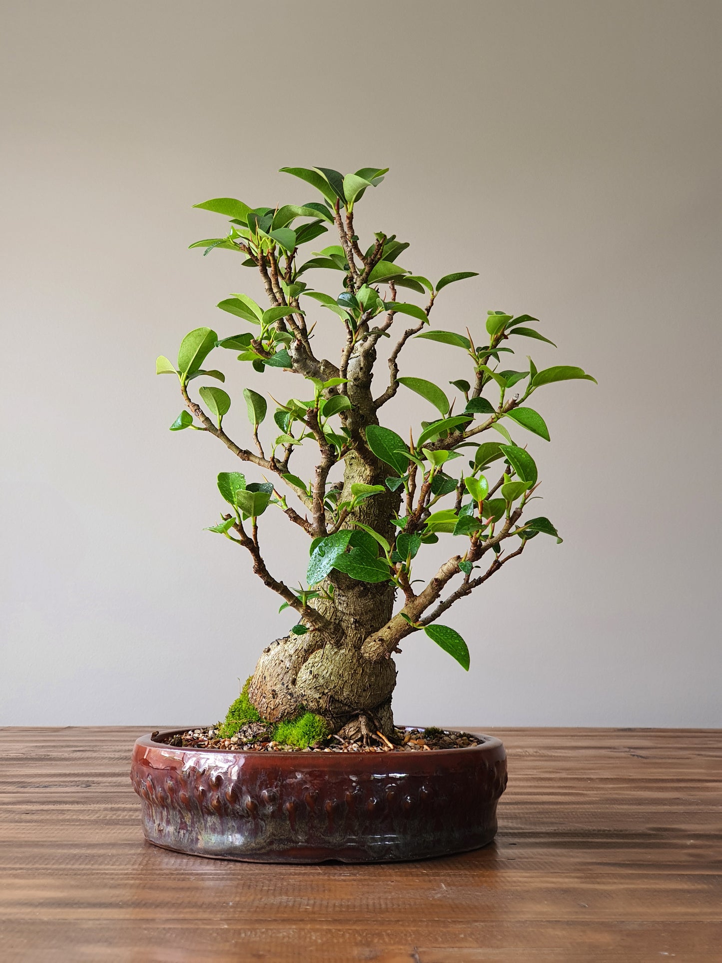 Twin Trunk Ficus Rubiginosa (Port Jackson Fig) Bonsai