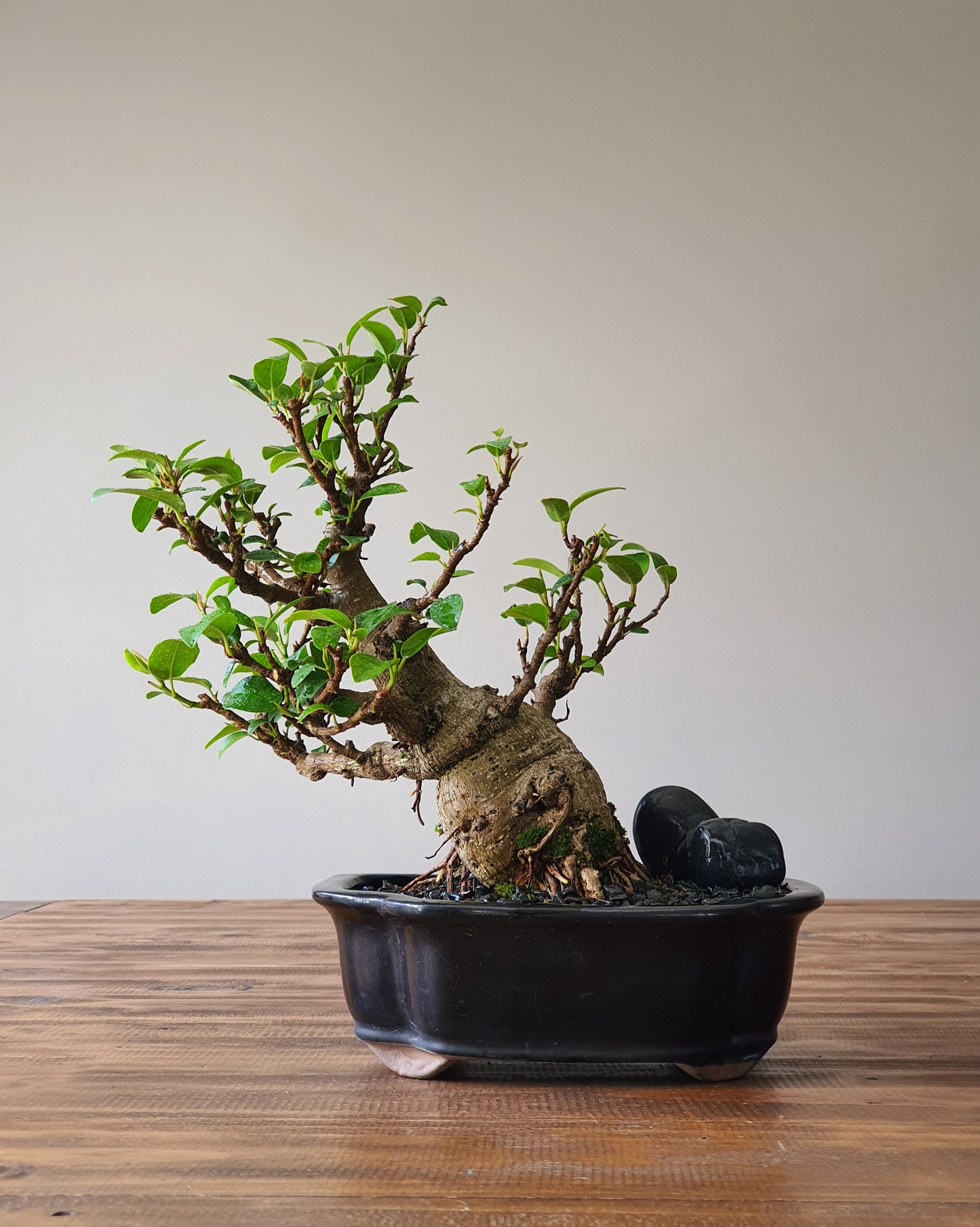 Ficus Rubiginosa (Port Jackson Fig) Bonsai #003