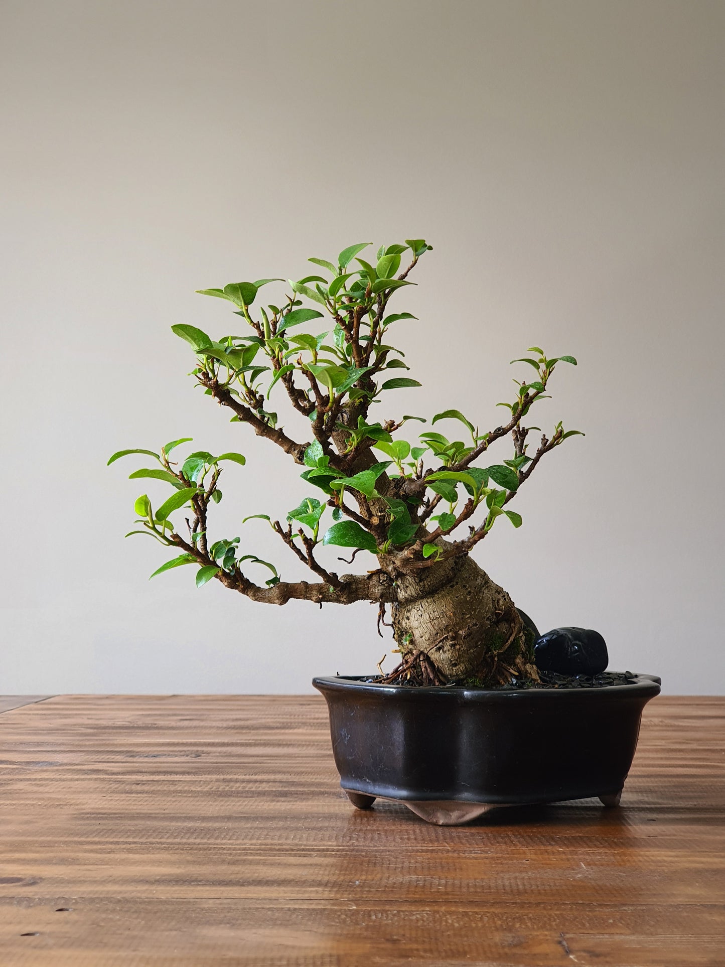 Ficus Rubiginosa (Port Jackson Fig) Bonsai #003