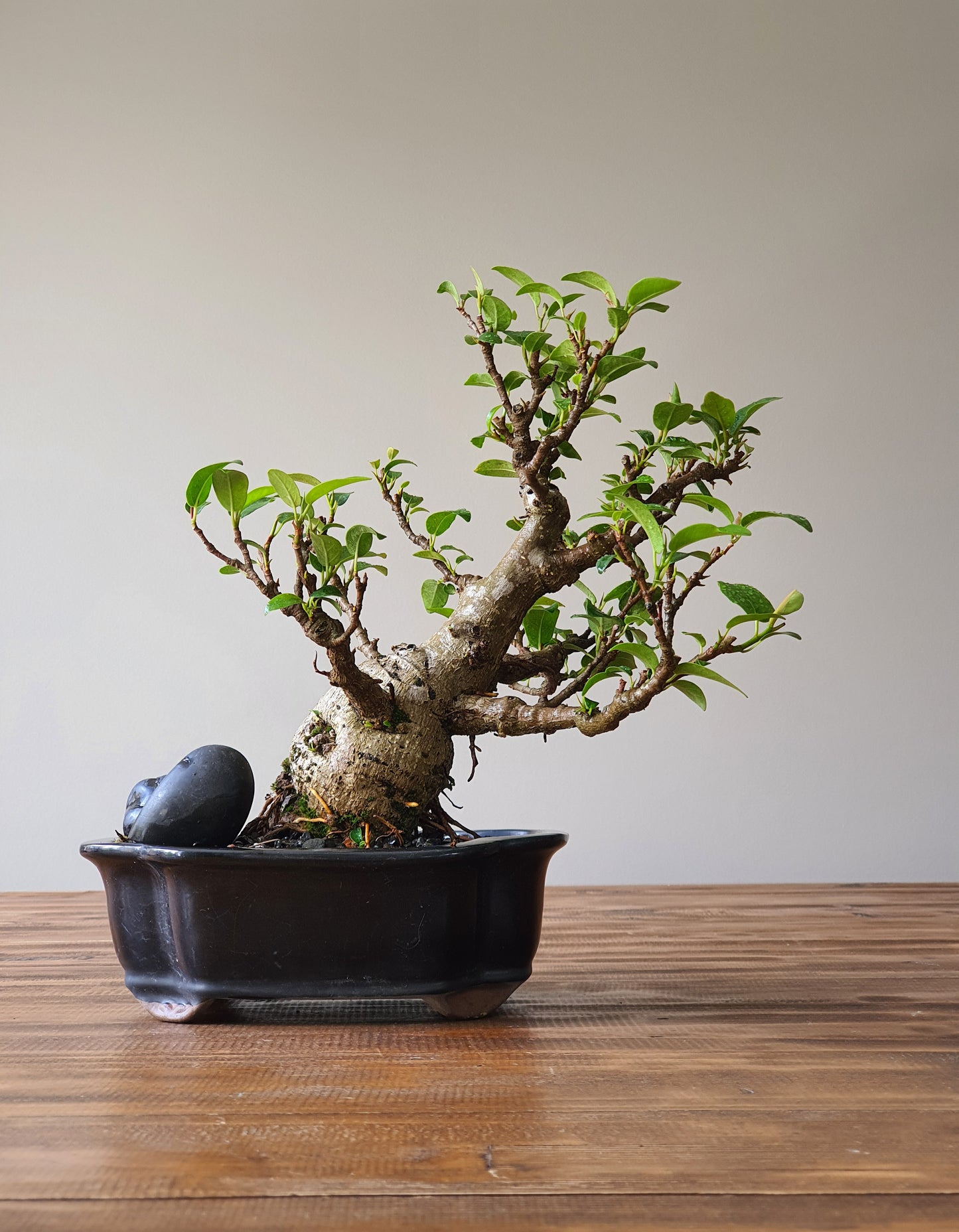Ficus Rubiginosa (Port Jackson Fig) Bonsai #003