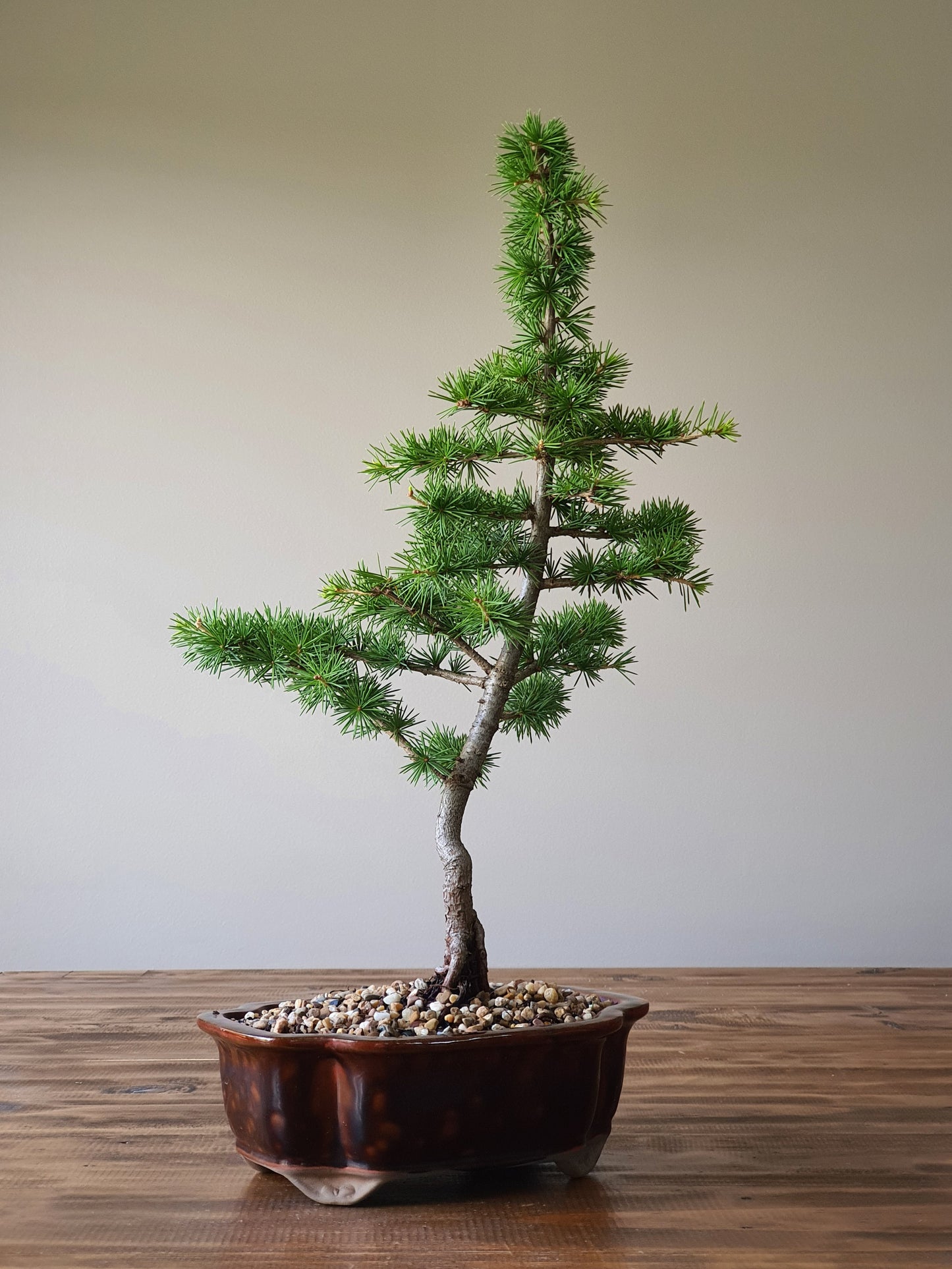 Cedar Bonsai #001