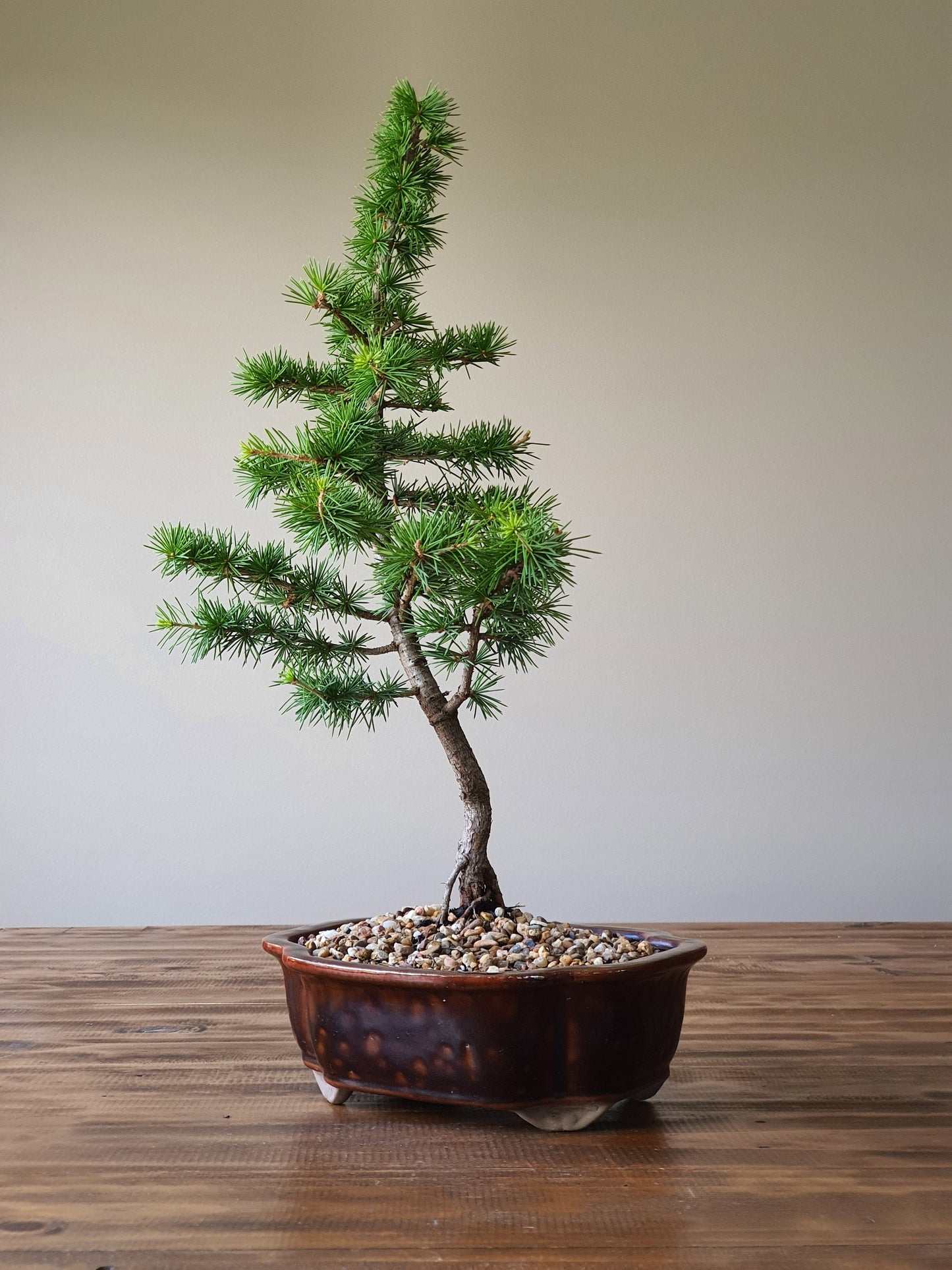 Cedar Bonsai #001