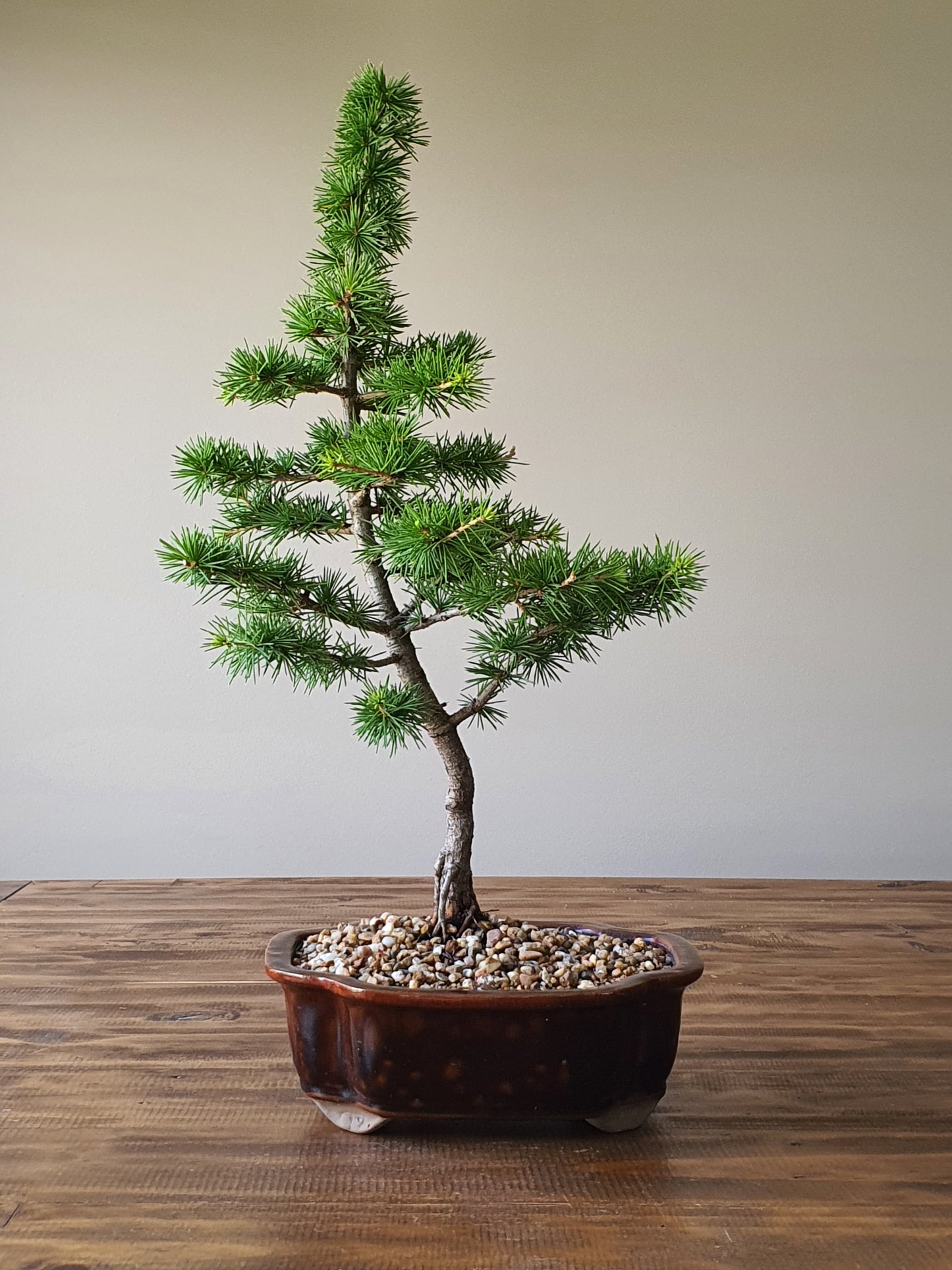 Cedar Bonsai #001