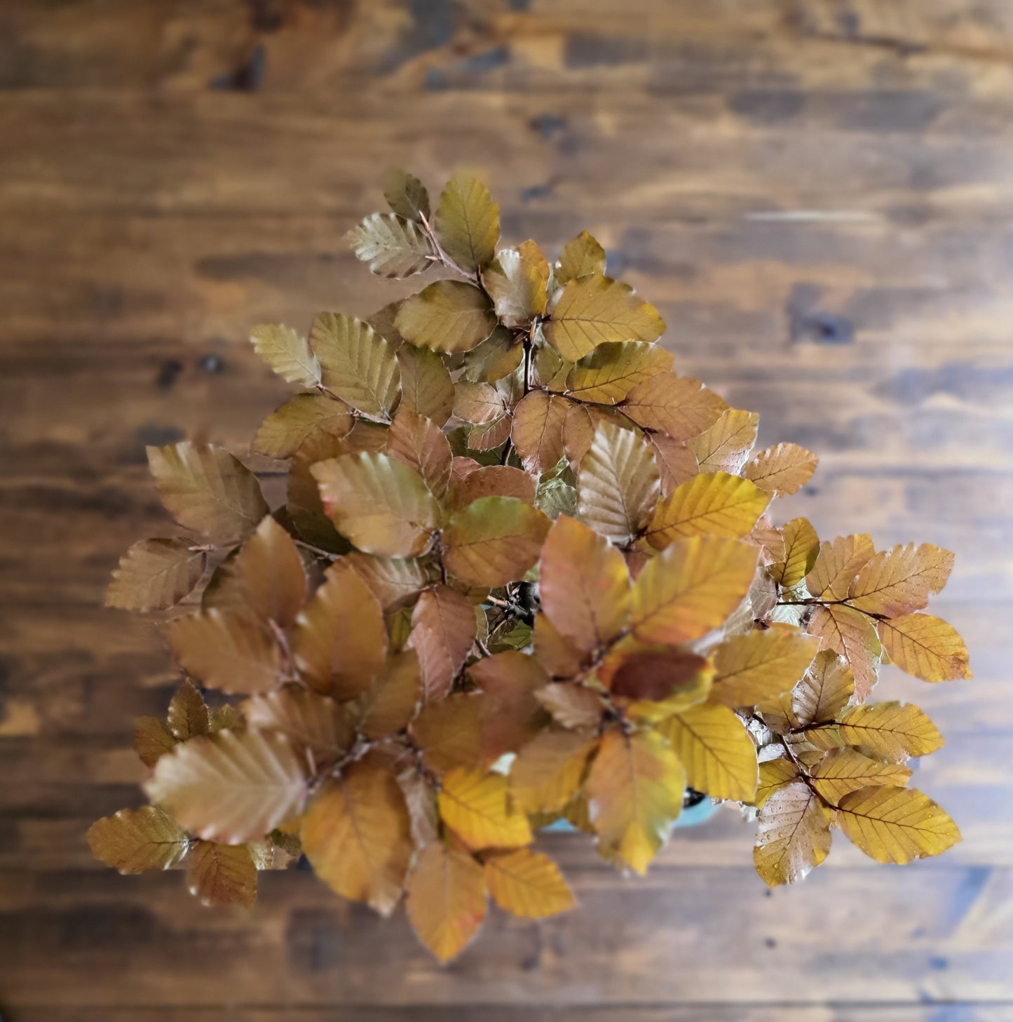Copper Beech Bonsai - Large