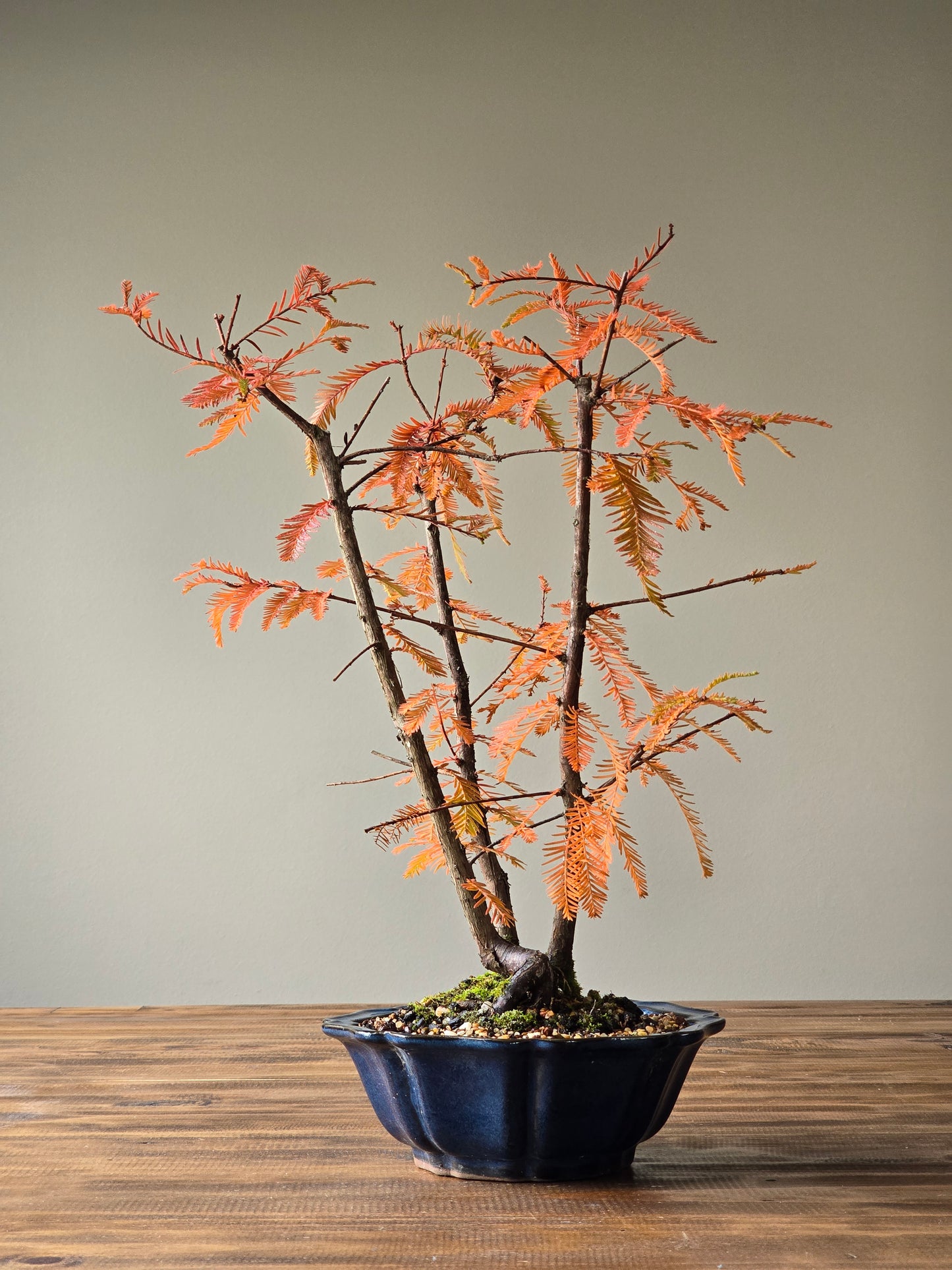 Swamp Cypress (Taxodium distichum)