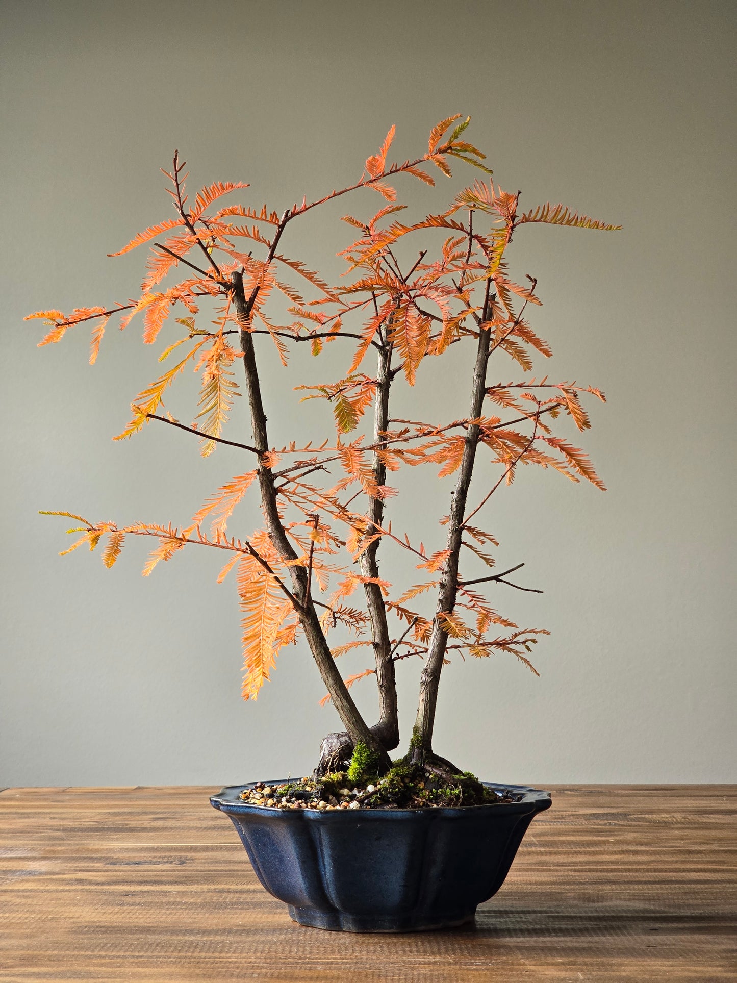 Swamp Cypress (Taxodium distichum)