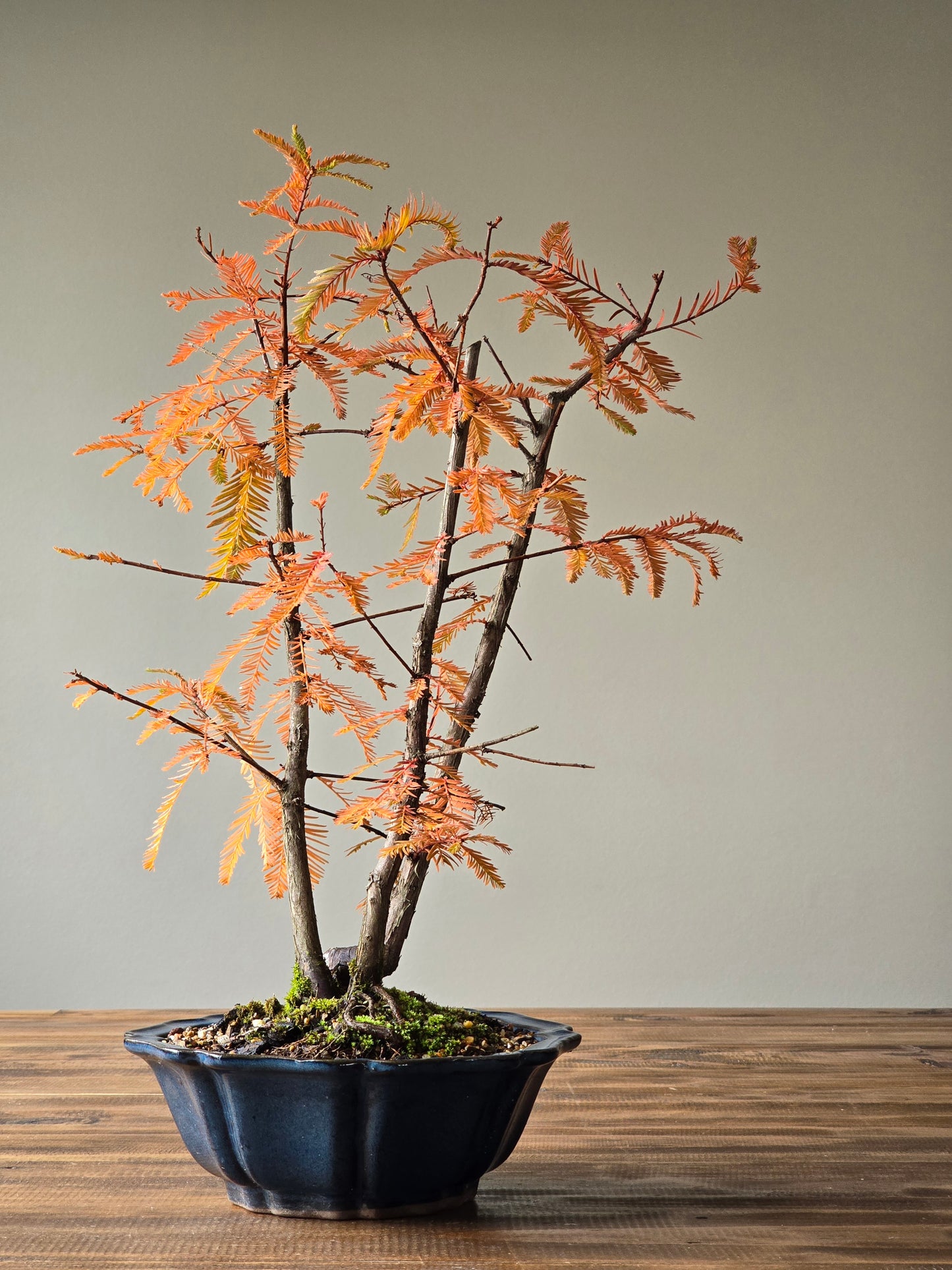 Swamp Cypress (Taxodium distichum)