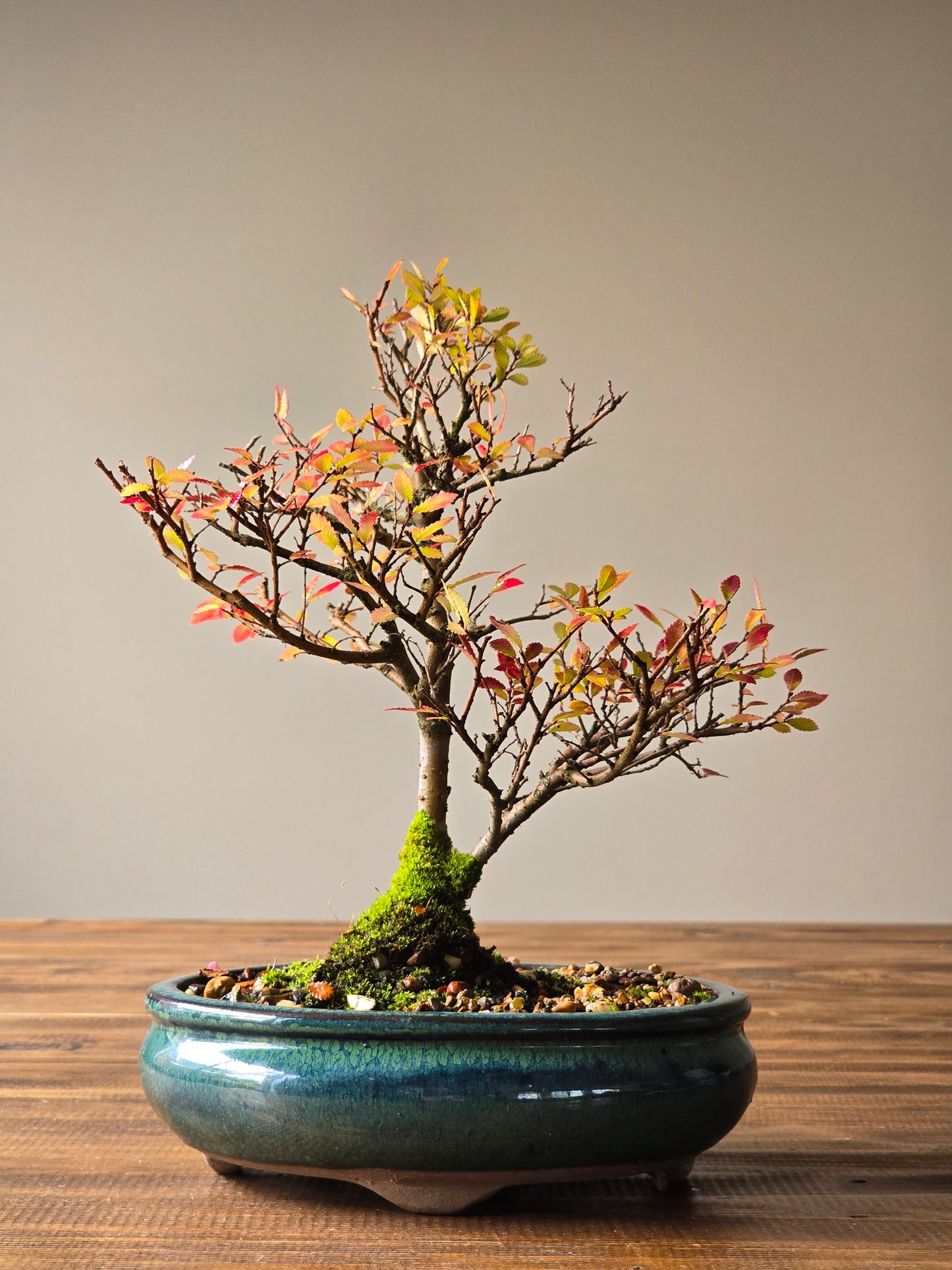 Chinese Elm Bonsai #007