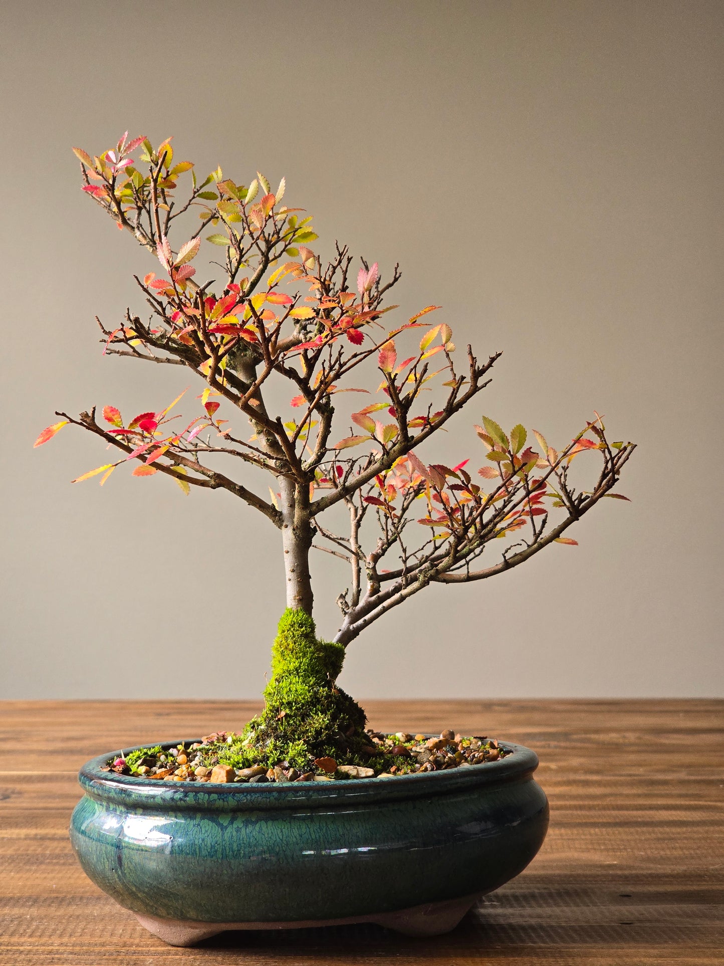 Chinese Elm Bonsai #007
