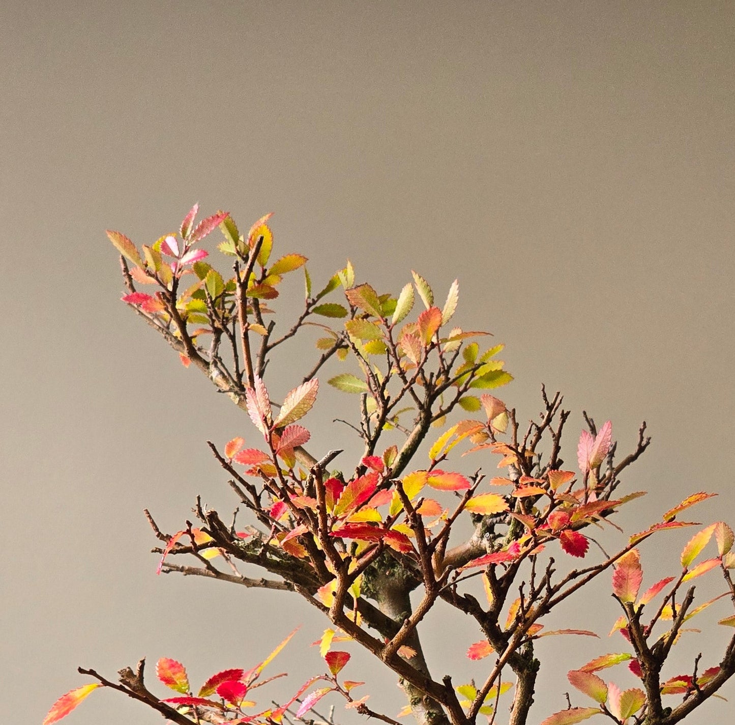 Chinese Elm Bonsai #010