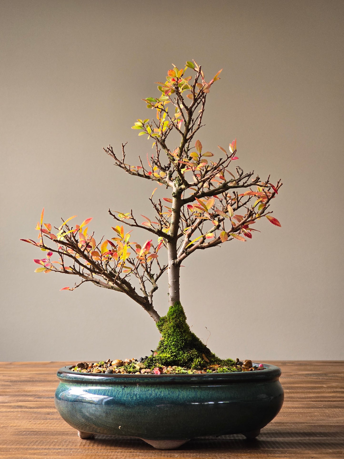 Chinese Elm Bonsai #007