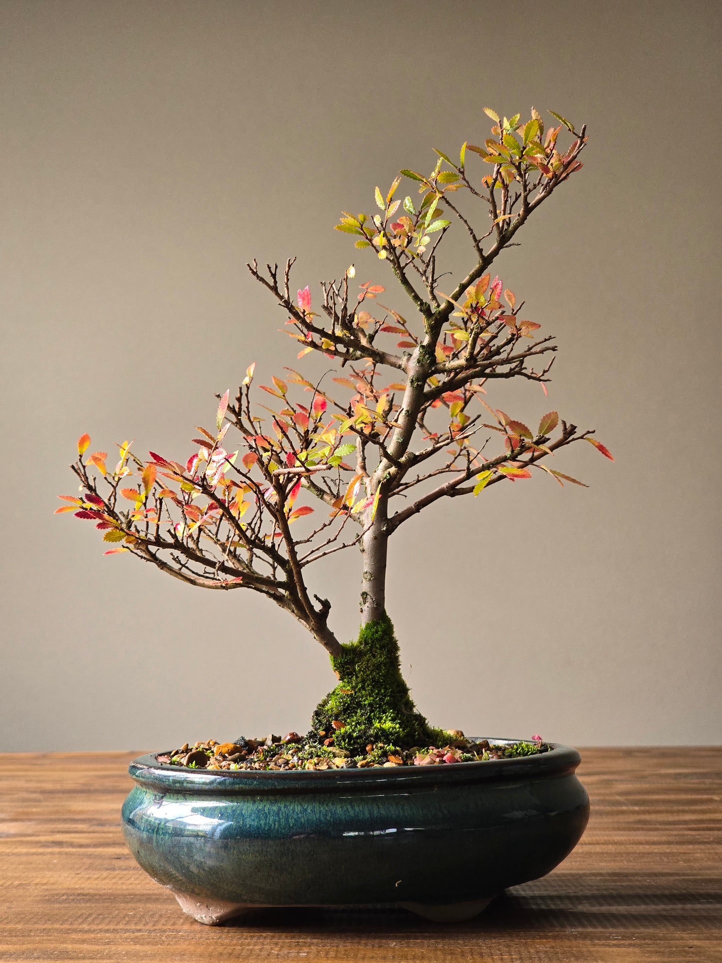 Chinese Elm Bonsai #007