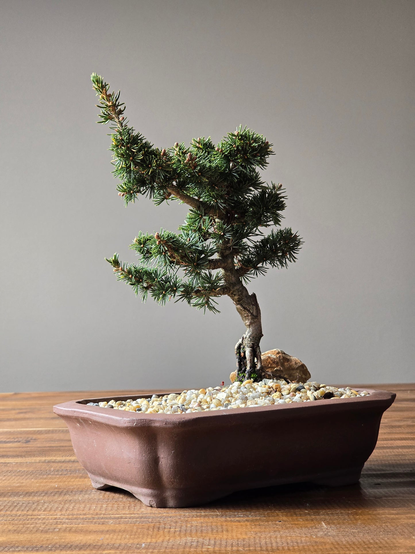 Cedrus Libani (Kenwith) Bonsai #01