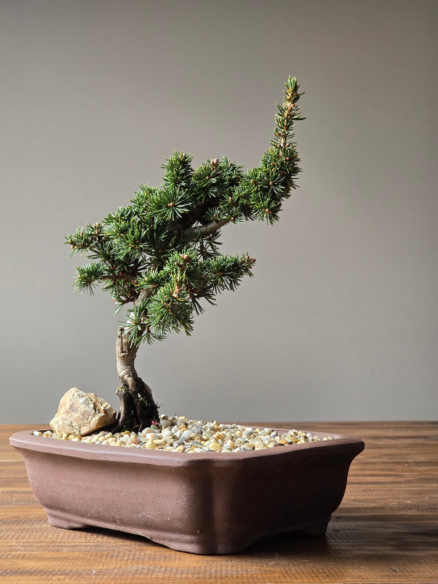 Cedrus Libani (Kenwith) Bonsai #01