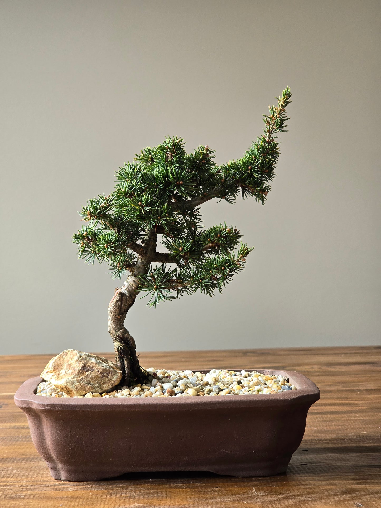 Cedrus Libani (Kenwith) Bonsai #01