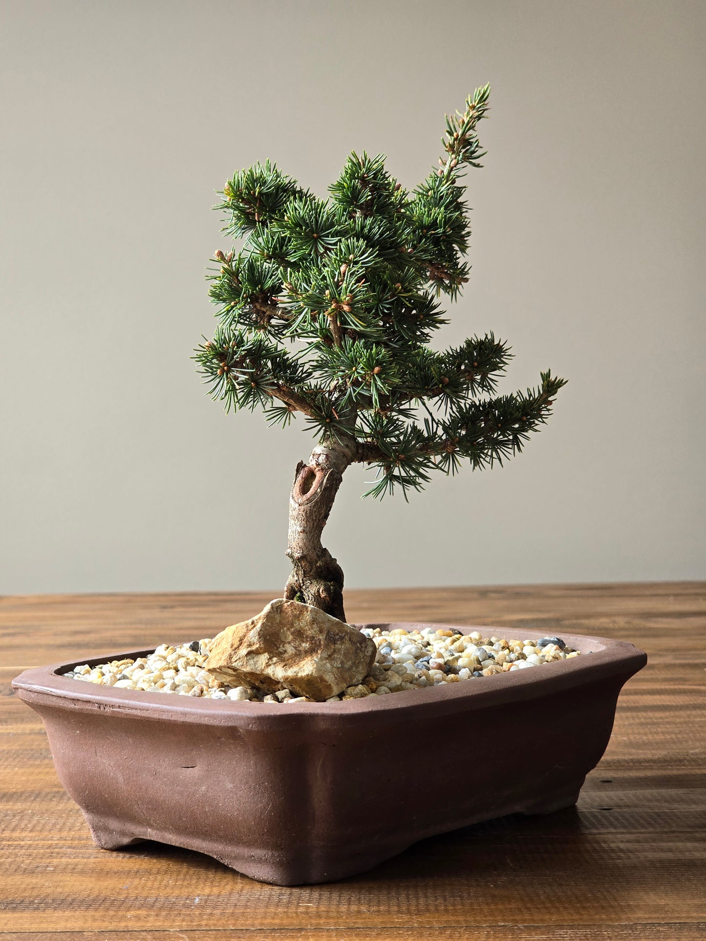 Cedrus Libani (Kenwith) Bonsai #01
