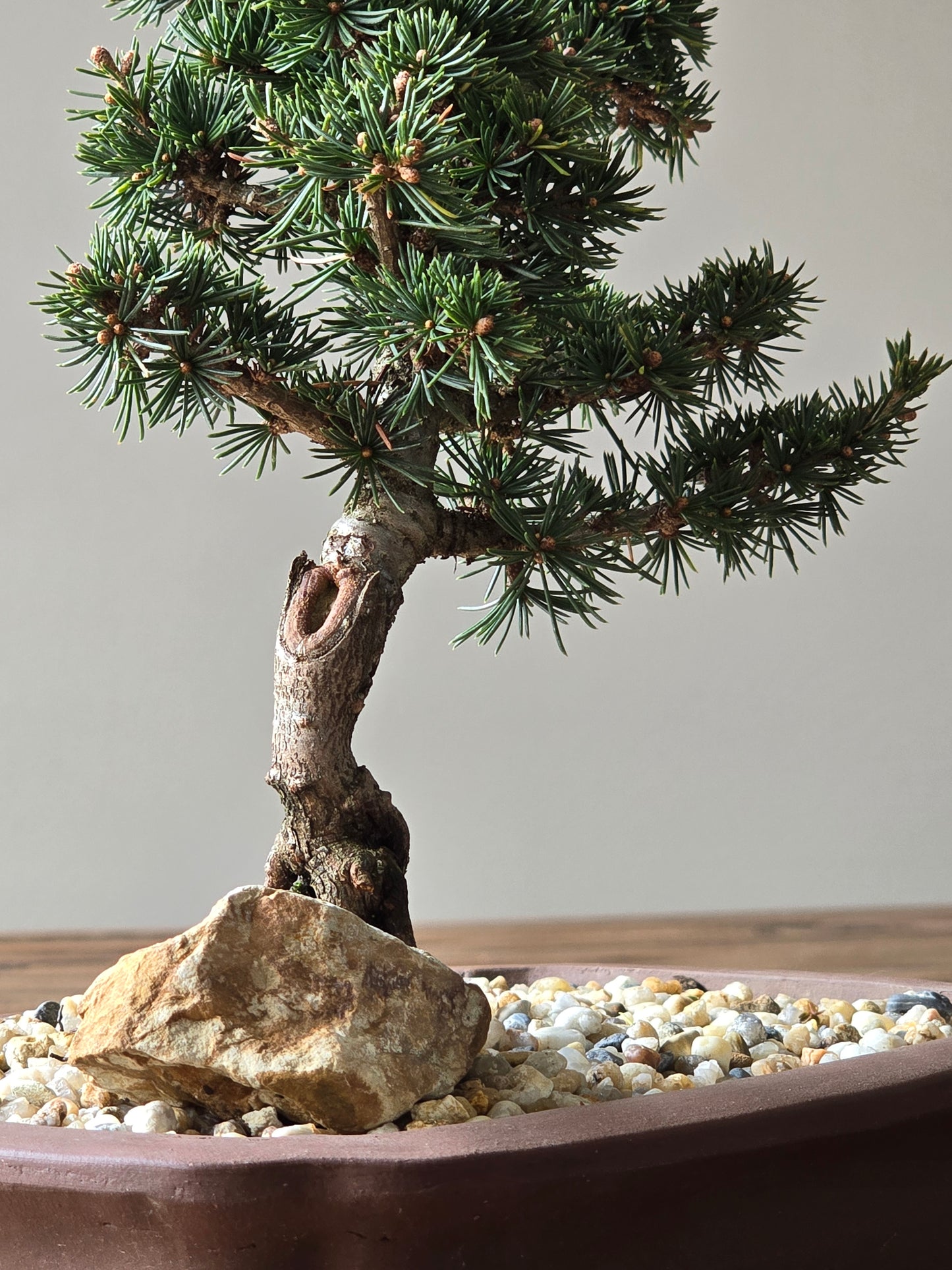Cedrus Libani (Kenwith) Bonsai #01