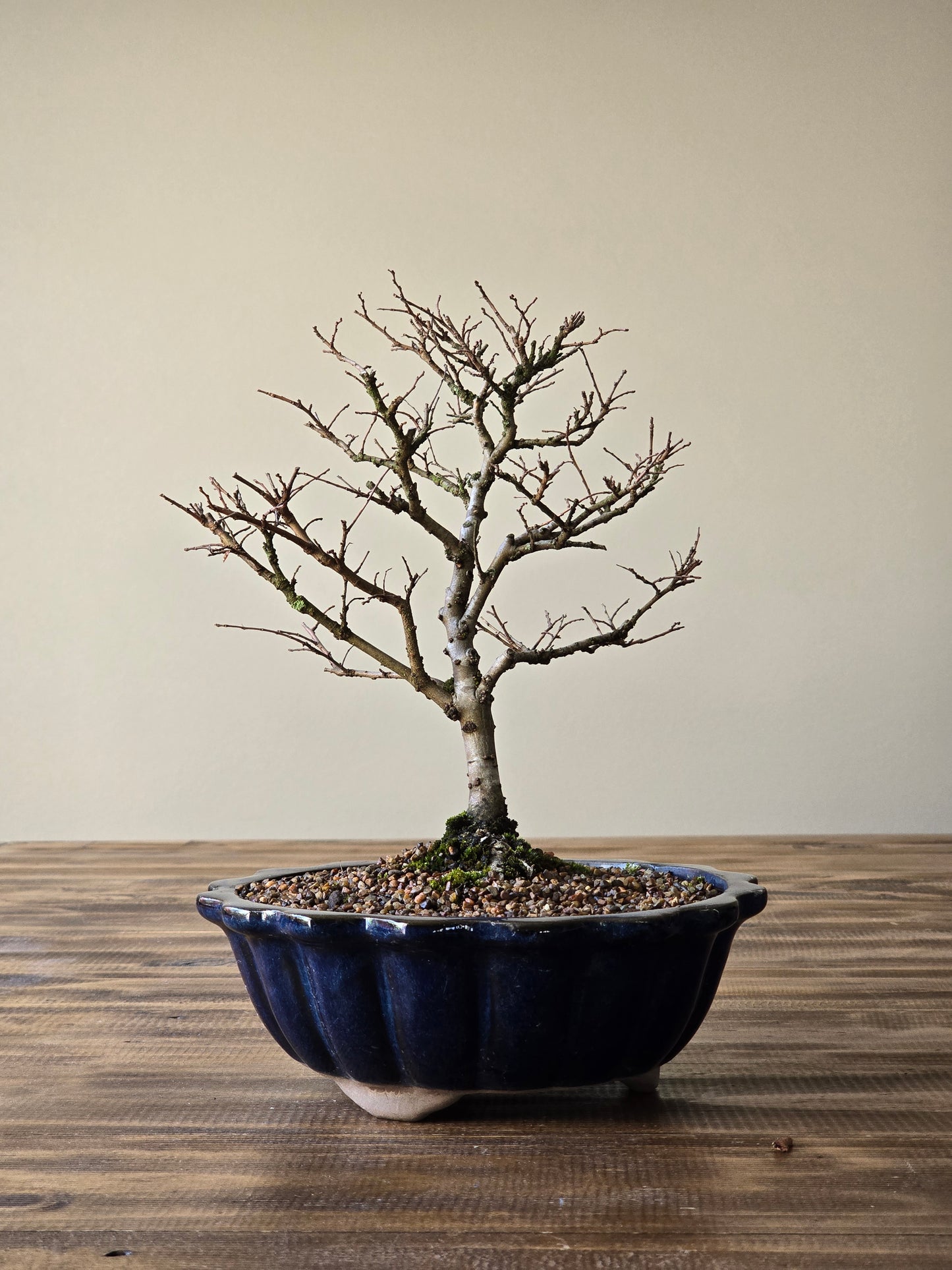 Chinese Elm Bonsai #010