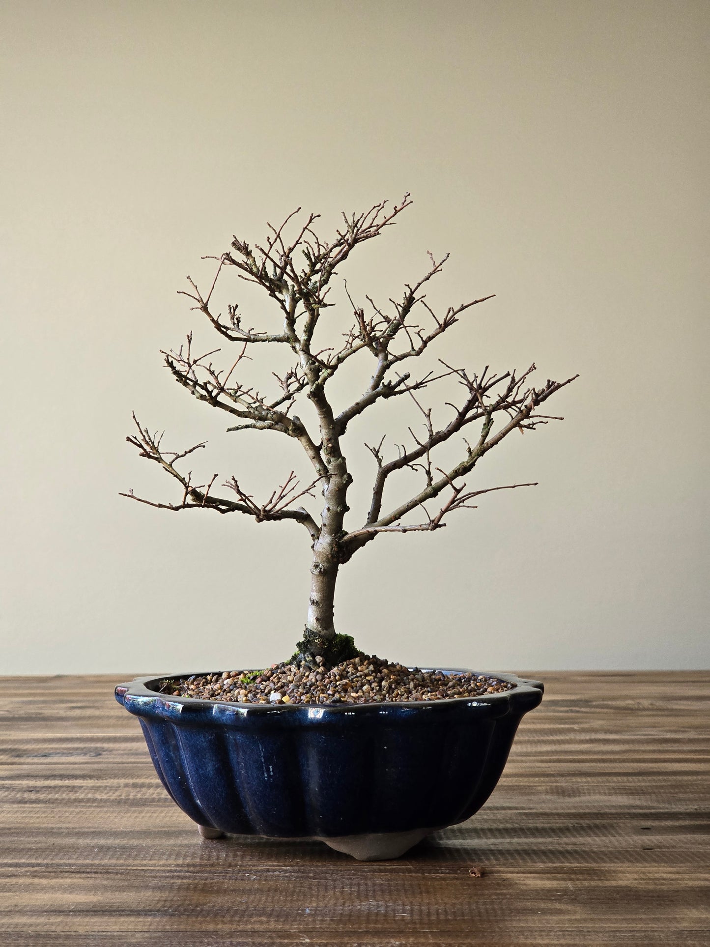 Chinese Elm Bonsai #010