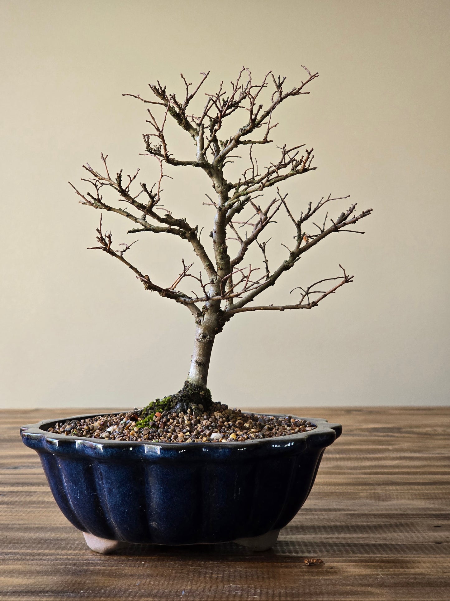 Chinese Elm Bonsai #010