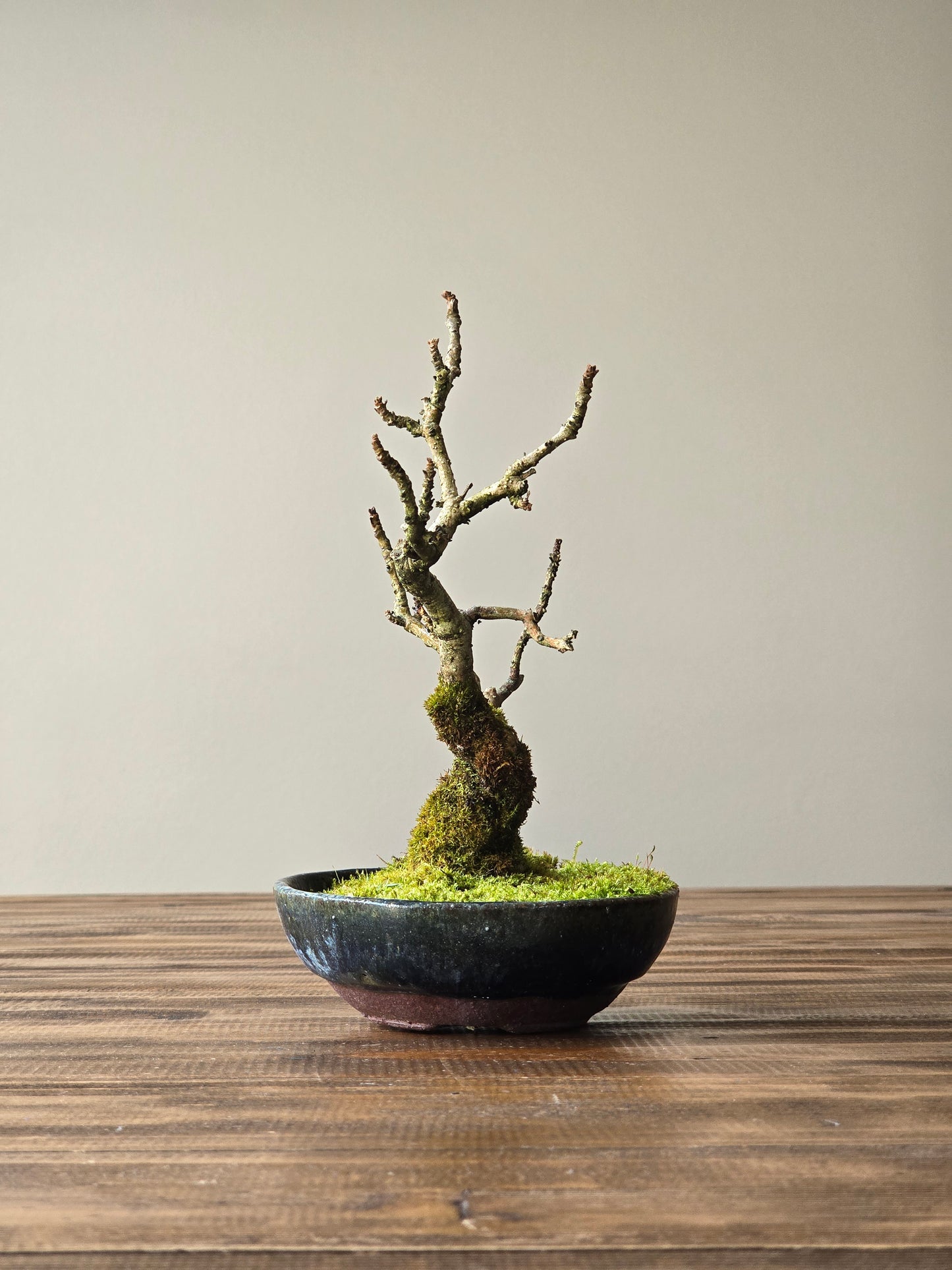 Desert Ash Bonsai with handmade pot #01